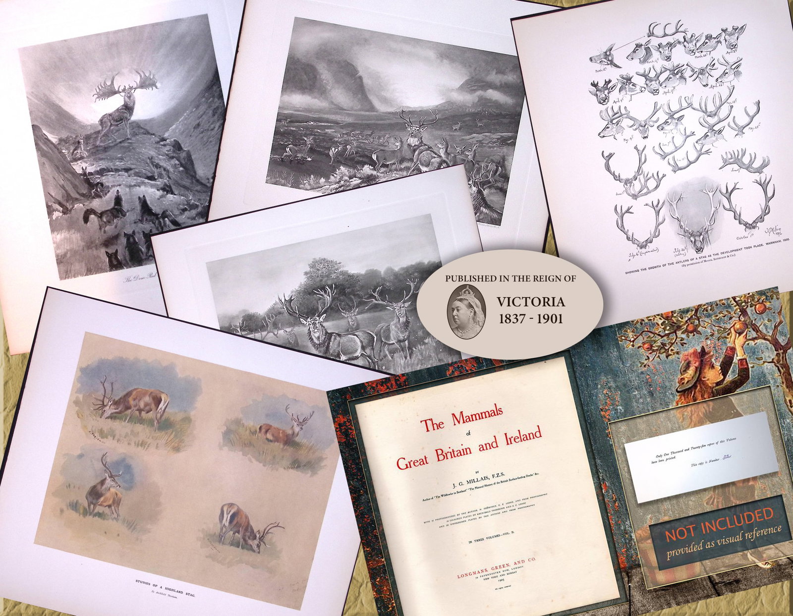 Job-Lot J.G. Millais Rare Limited-Edition Stag Family Species Antique Prints-16: Title: Job-Lot J.G. Millais Rare Limited-Edition Stag Family Species Antique Prints-16 Description: Job-Lot J.G. Millais Rare Limited-Edition Stag Family Species Antique Prints-16