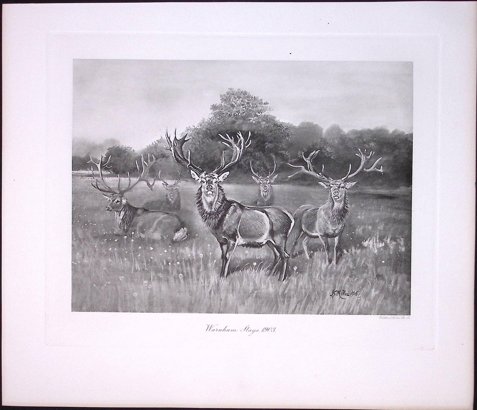Job-Lot J.G. Millais Rare Limited-Edition Stag Family Species Antique Prints-16 - 3