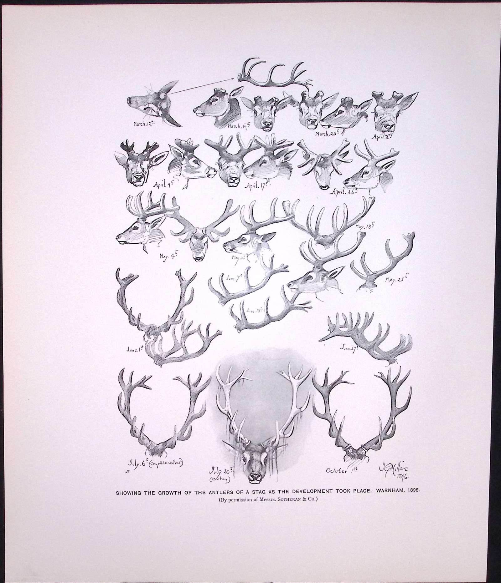 Job-Lot J.G. Millais Rare Limited-Edition Stag Family Species Antique Prints-16 - 5
