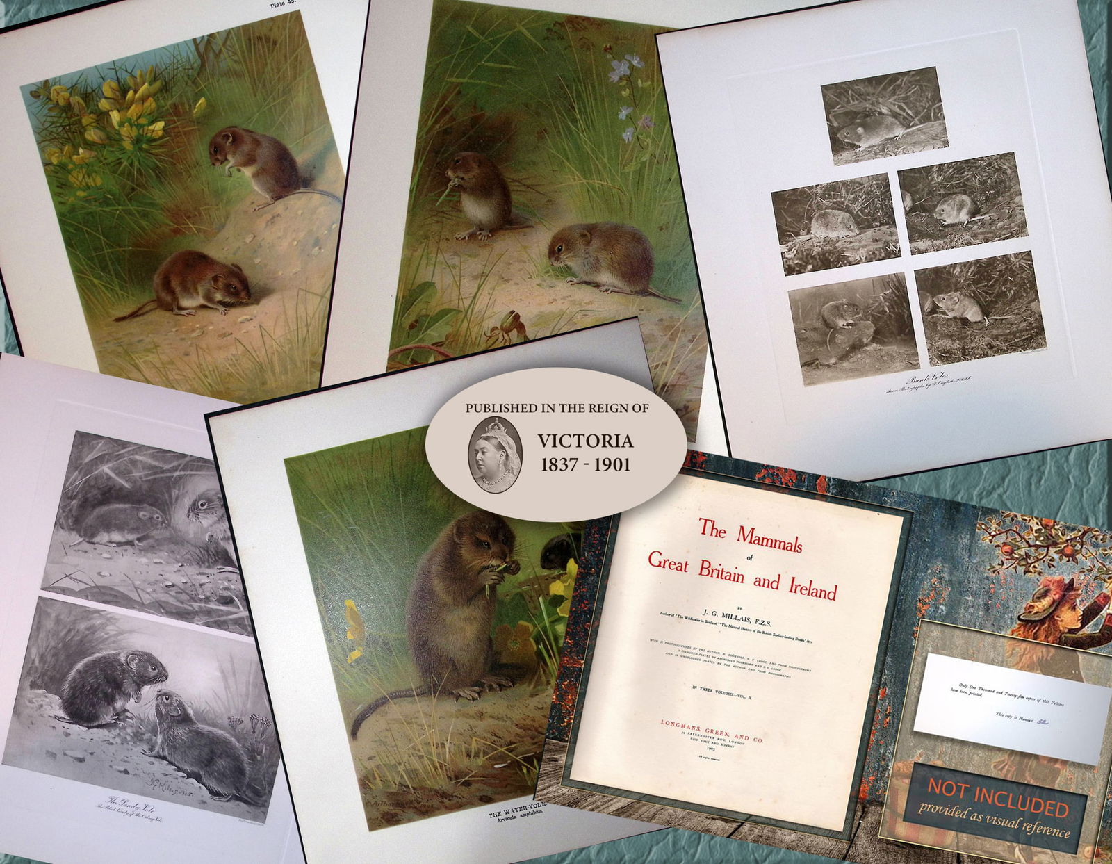 Job-Lot J.G. Millais Rare Limited-Edition The Vole Family Antique Prints-25 (1 of 8)