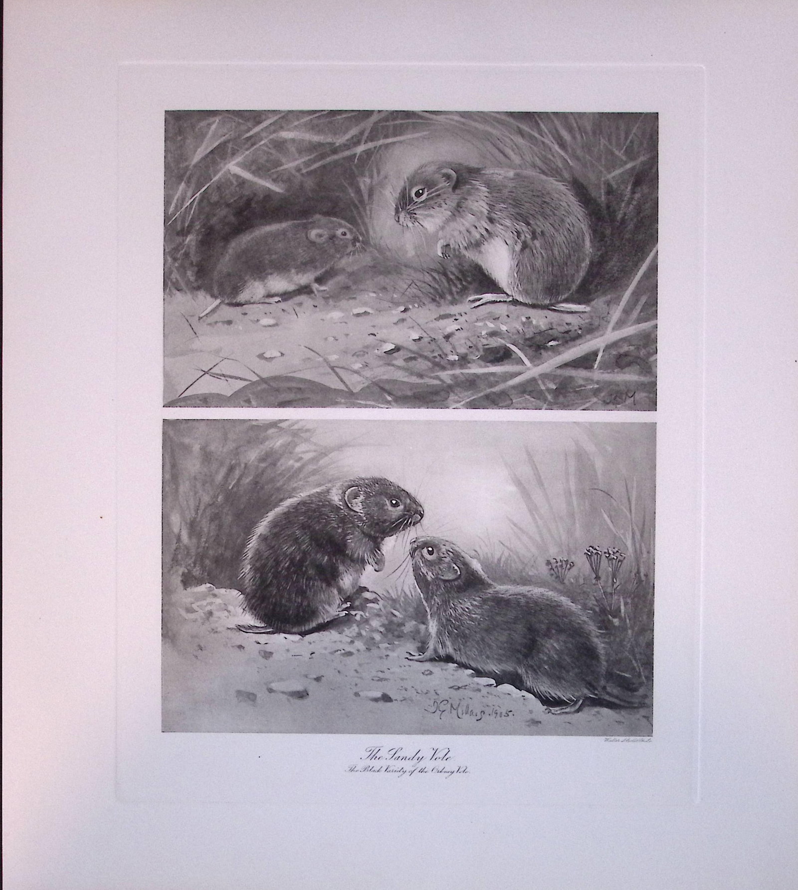Job-Lot J.G. Millais Rare Limited-Edition The Vole Family Antique Prints-25 - 4