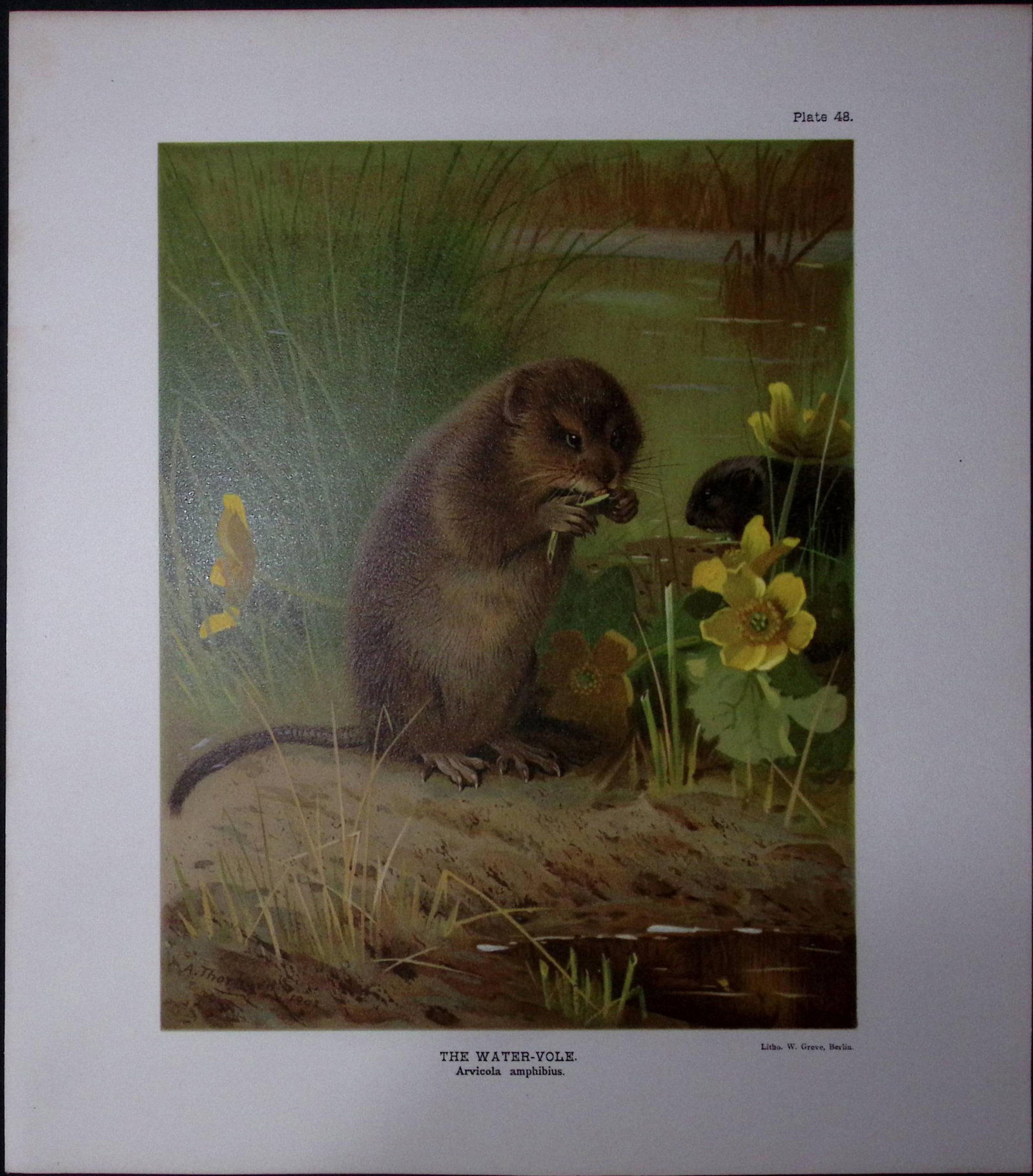 Job-Lot J.G. Millais Rare Limited-Edition The Vole Family Antique Prints-25 - 5