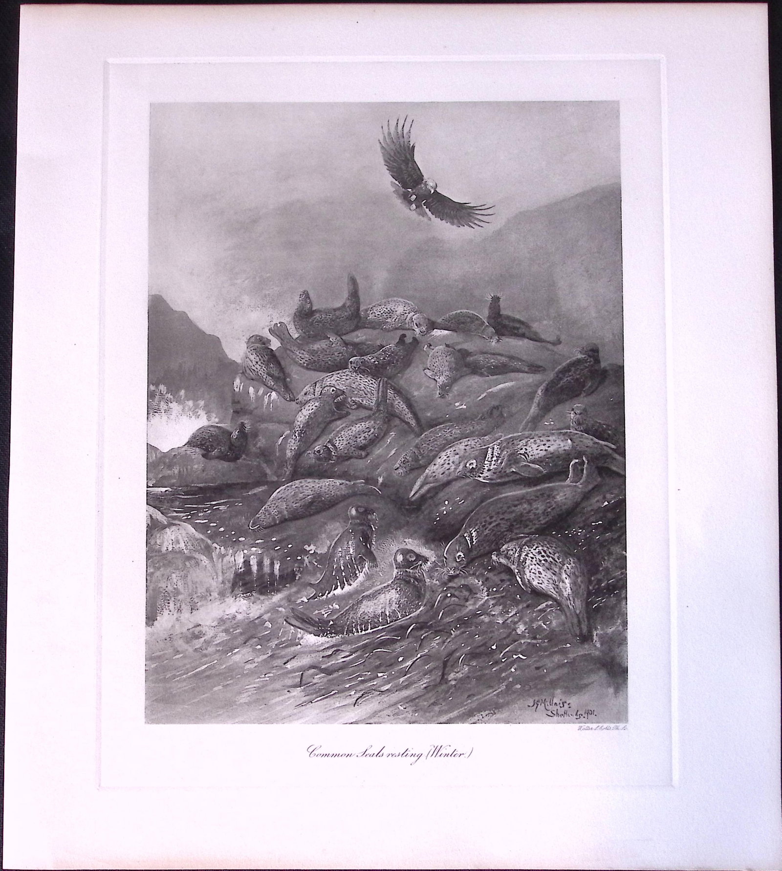 Job-Lot J.G. Millais Rare Limited-Edition Seal Family Species Antique Prints-12 - 4