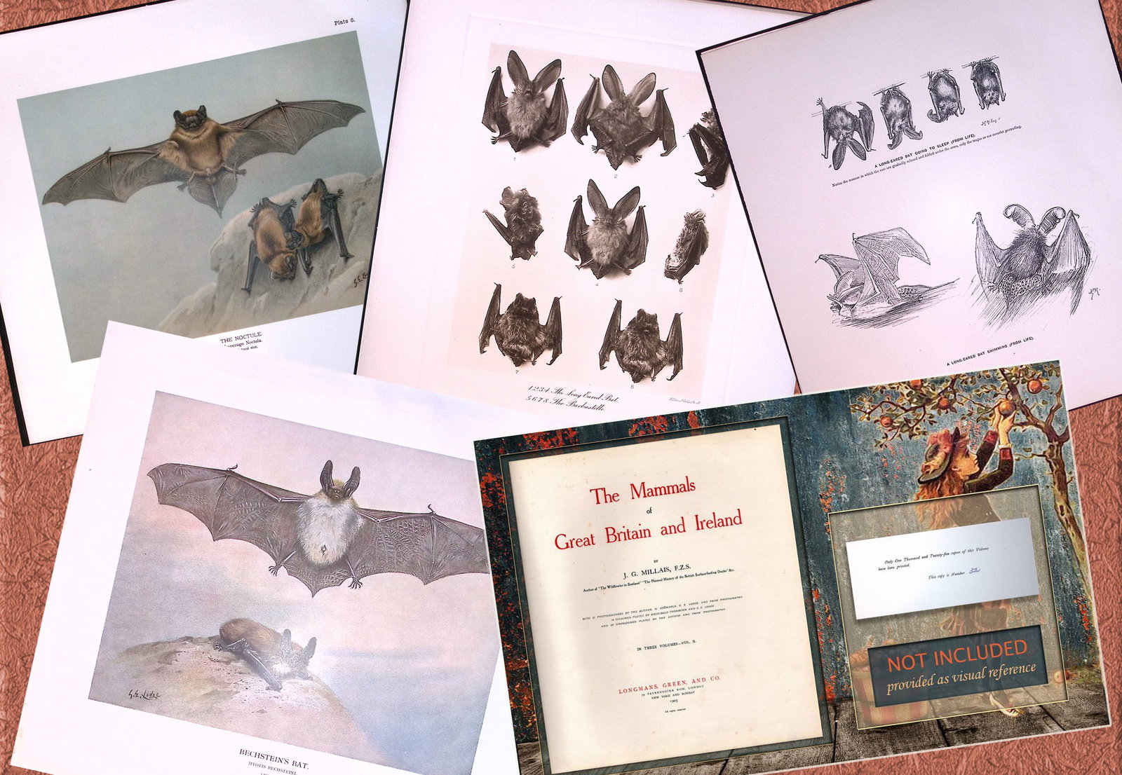 Job-Lot J.G. Millais Rare Limited-Edition The Bat Family Antique Prints-3 (1 of 7)