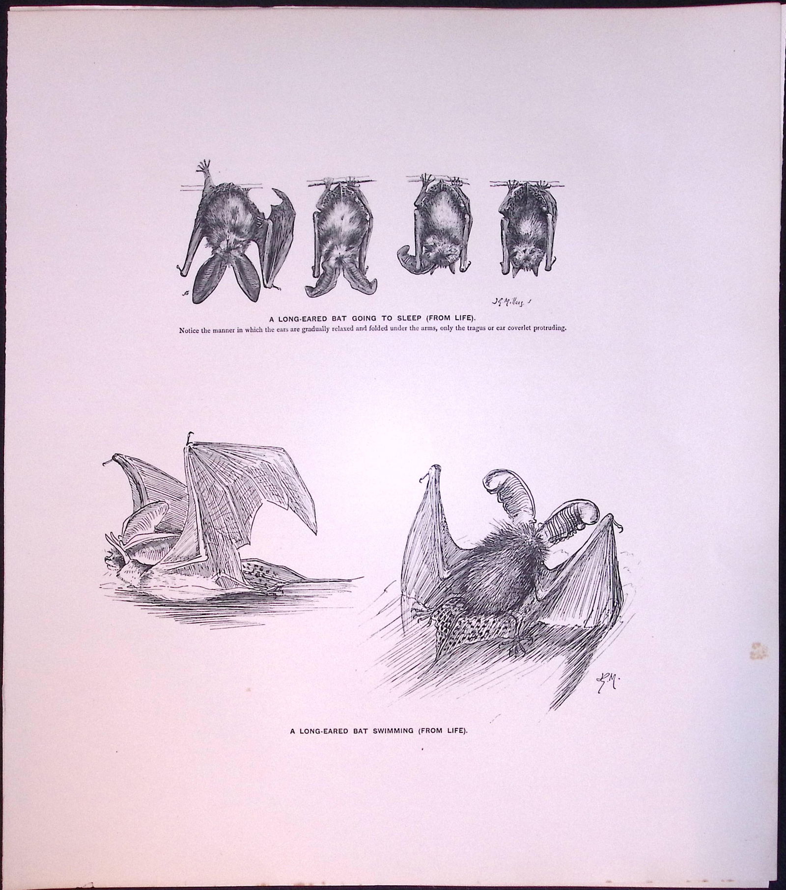 Job-Lot J.G. Millais Rare Limited-Edition The Bat Family Antique Prints-3 - 2