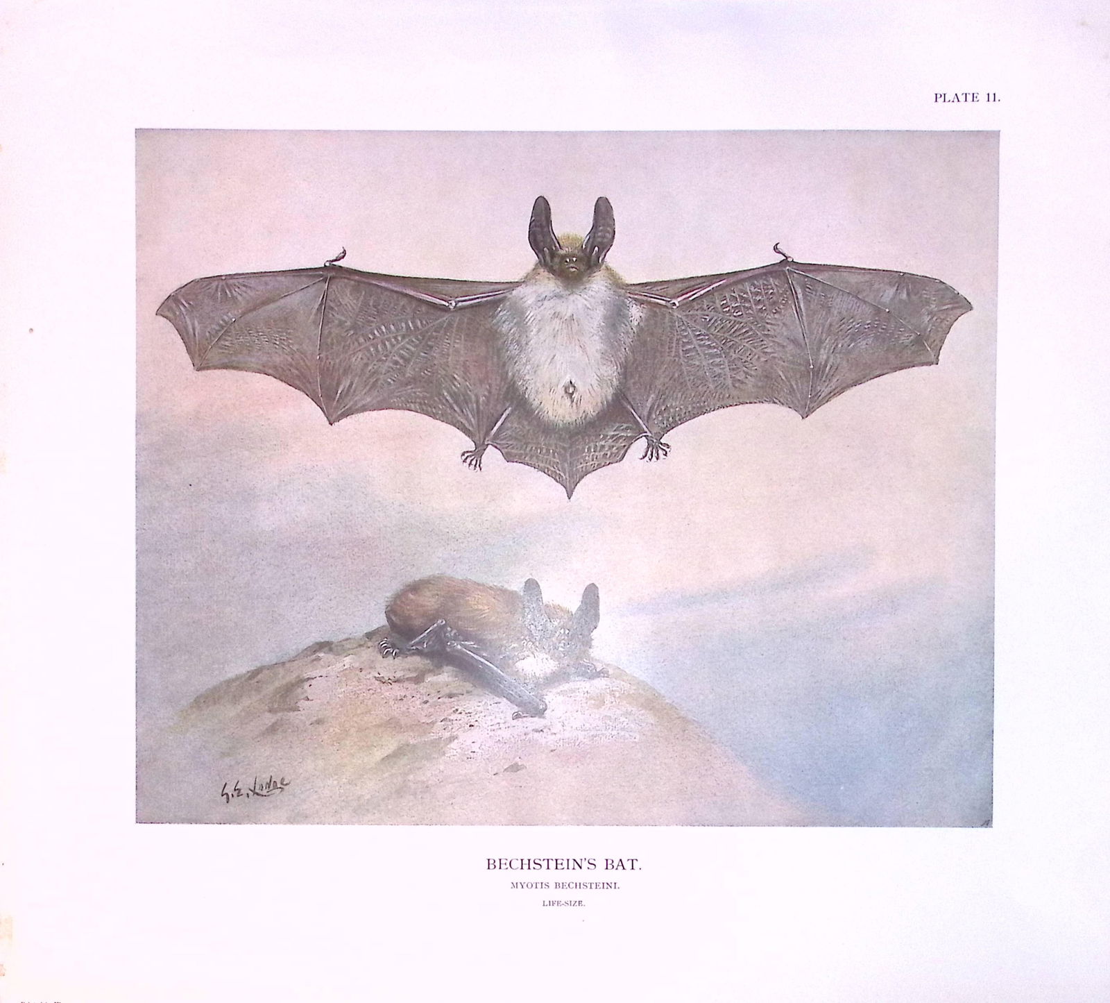 Job-Lot J.G. Millais Rare Limited-Edition The Bat Family Antique Prints-3 - 3