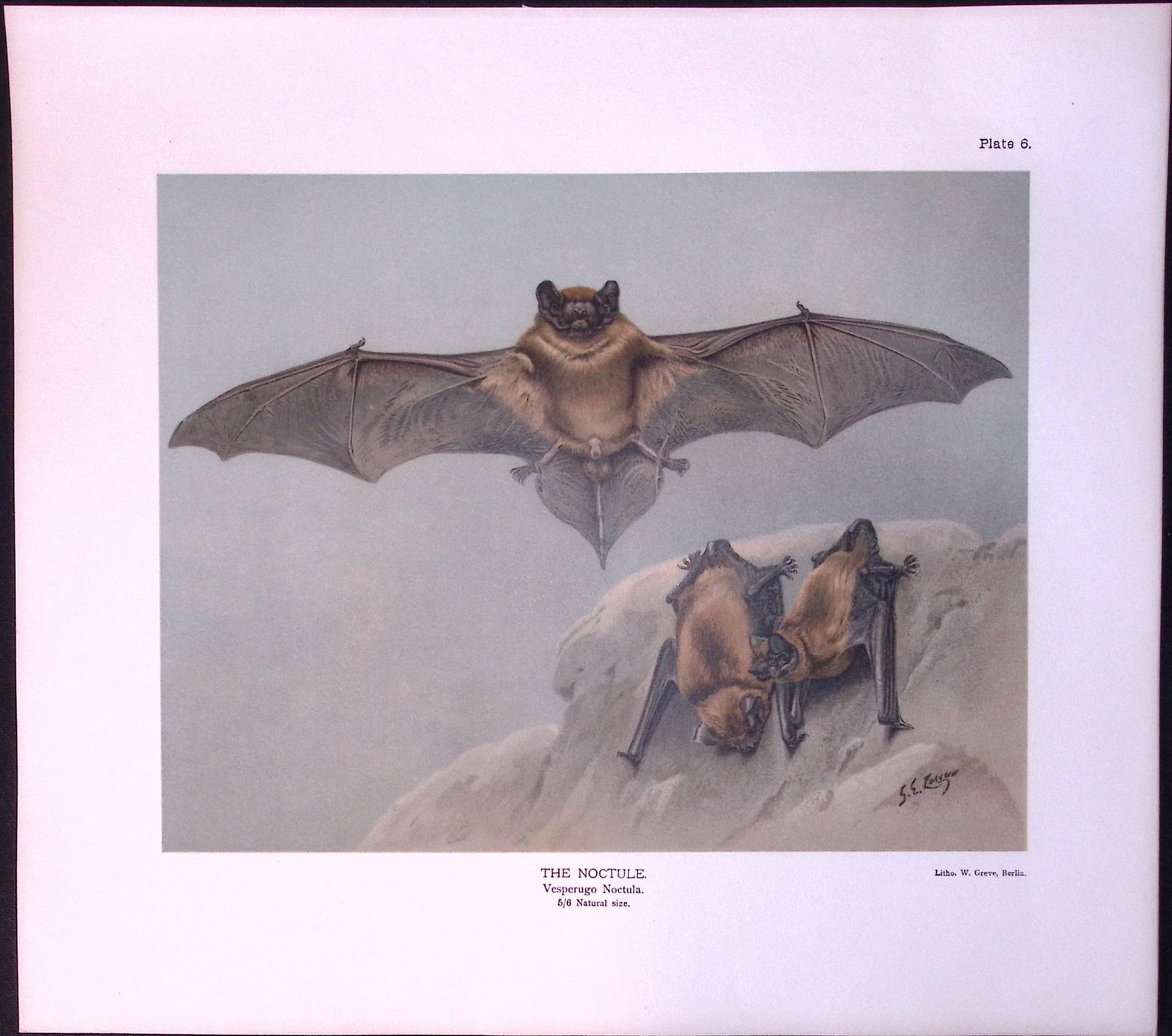 Job-Lot J.G. Millais Rare Limited-Edition The Bat Family Antique Prints-3 - 5
