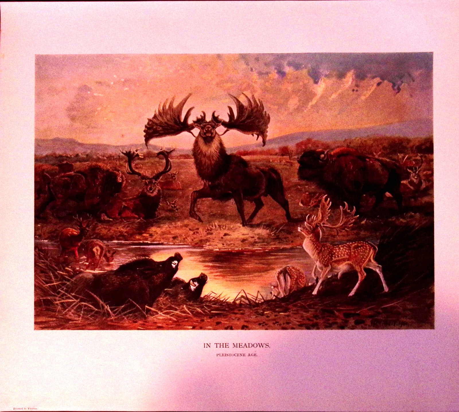 Job-Lot J.G. Millais Rare Limited-Edition Stag Family Species Antique Prints-17 - 2