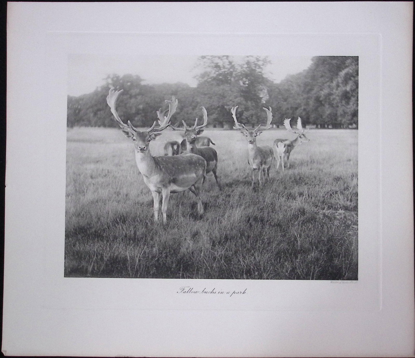 Job-Lot J.G. Millais Rare Limited-Edition Stag Family Species Antique Prints-17 - 4