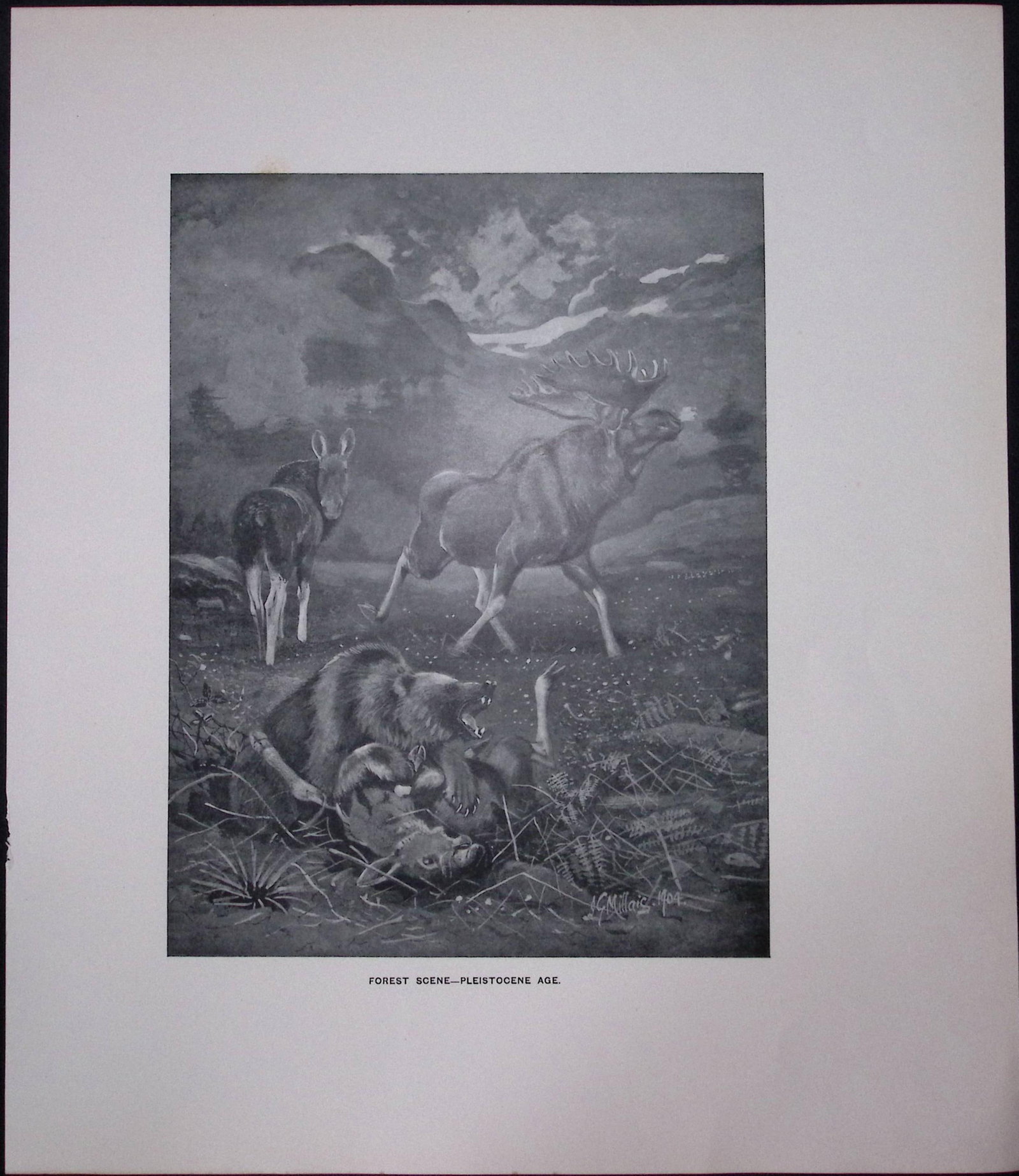 Job-Lot J.G. Millais Rare Limited-Edition Stag Family Species Antique Prints-17 - 5