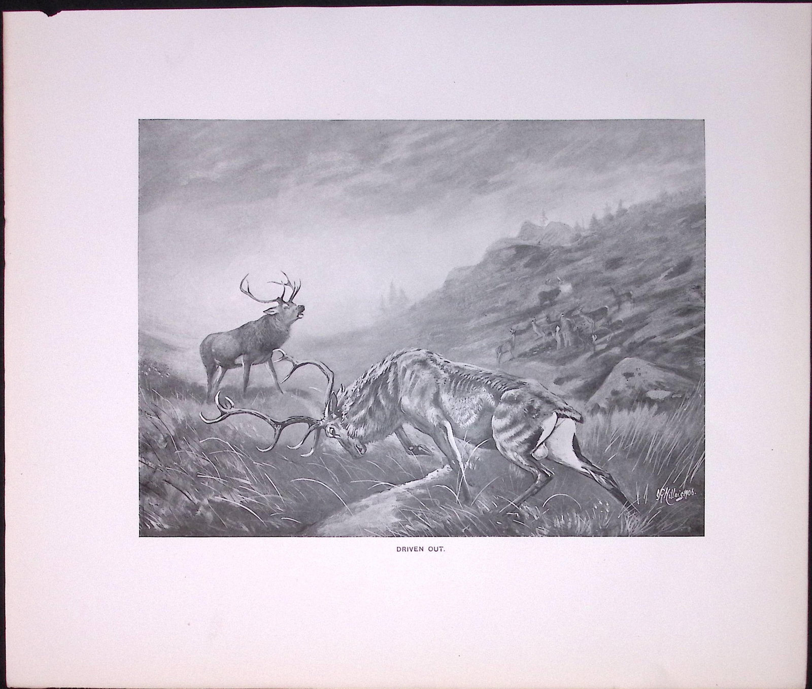 Job-Lot J.G. Millais Rare Limited-Edition Stag Family Species Antique Prints-17 - 6