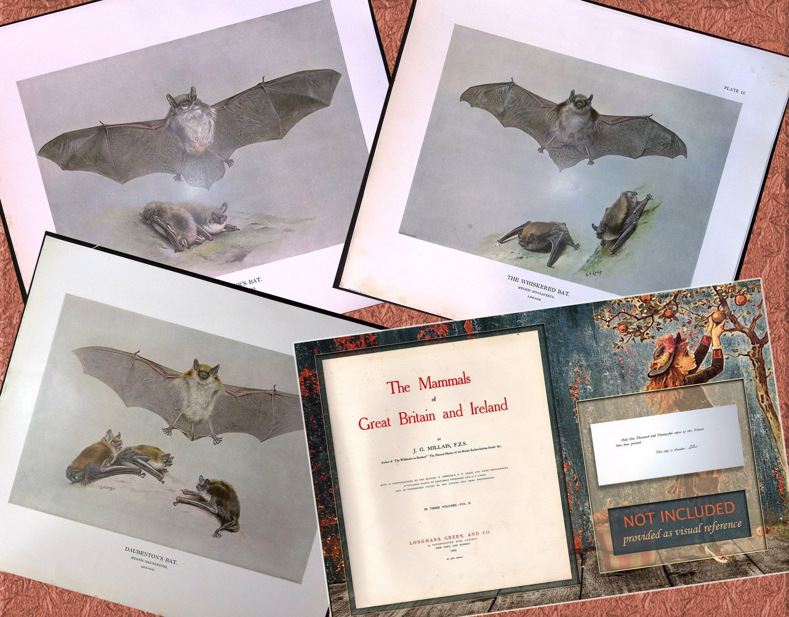 Job-Lot J.G. Millais Rare Limited-Edition The Bat Family Antique Prints-5 (1 of 6)