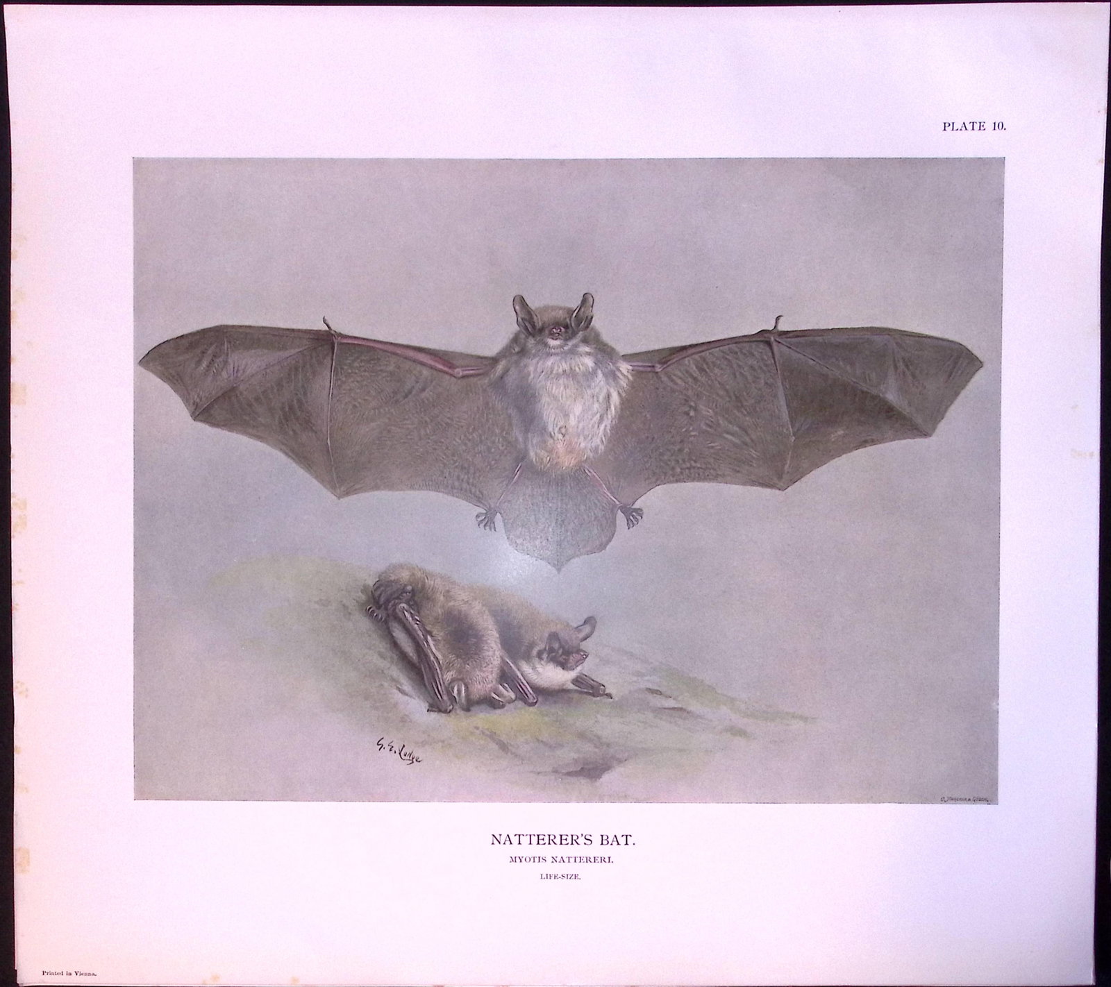 Job-Lot J.G. Millais Rare Limited-Edition The Bat Family Antique Prints-5 - 2