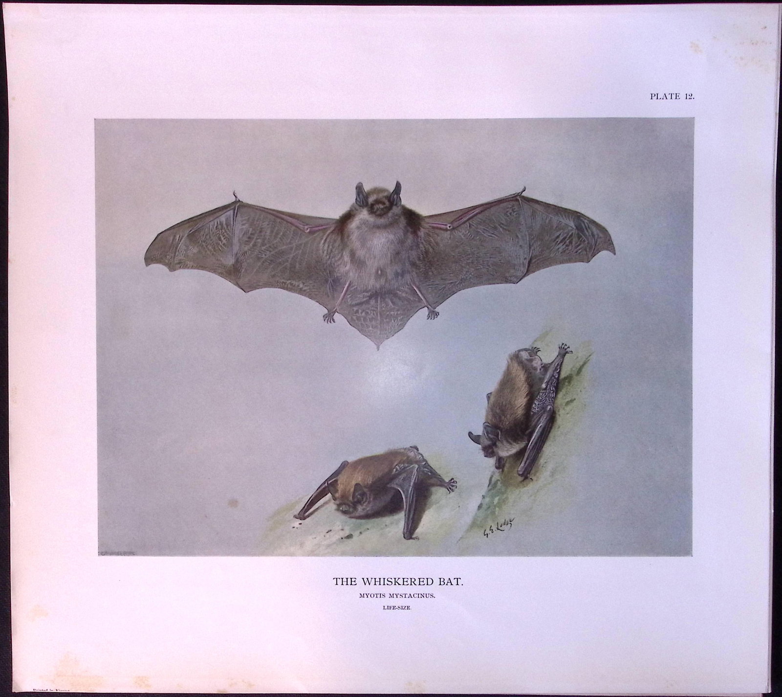 Job-Lot J.G. Millais Rare Limited-Edition The Bat Family Antique Prints-5 - 3
