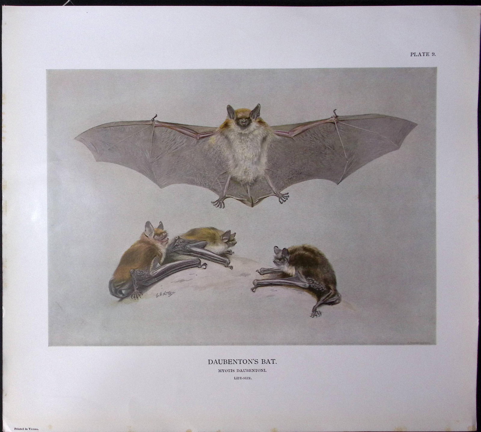 Job-Lot J.G. Millais Rare Limited-Edition The Bat Family Antique Prints-5 - 4