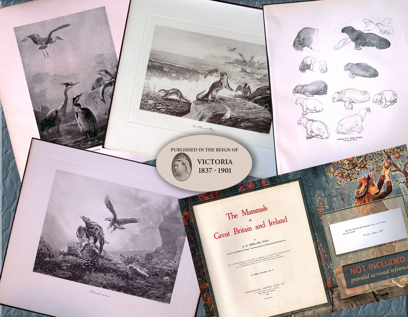 Job-Lot J.G. Millais Rare Limited-Edition Eagle ,Herons Otter, Walrus, Antique Prints-28 (1 of 7)