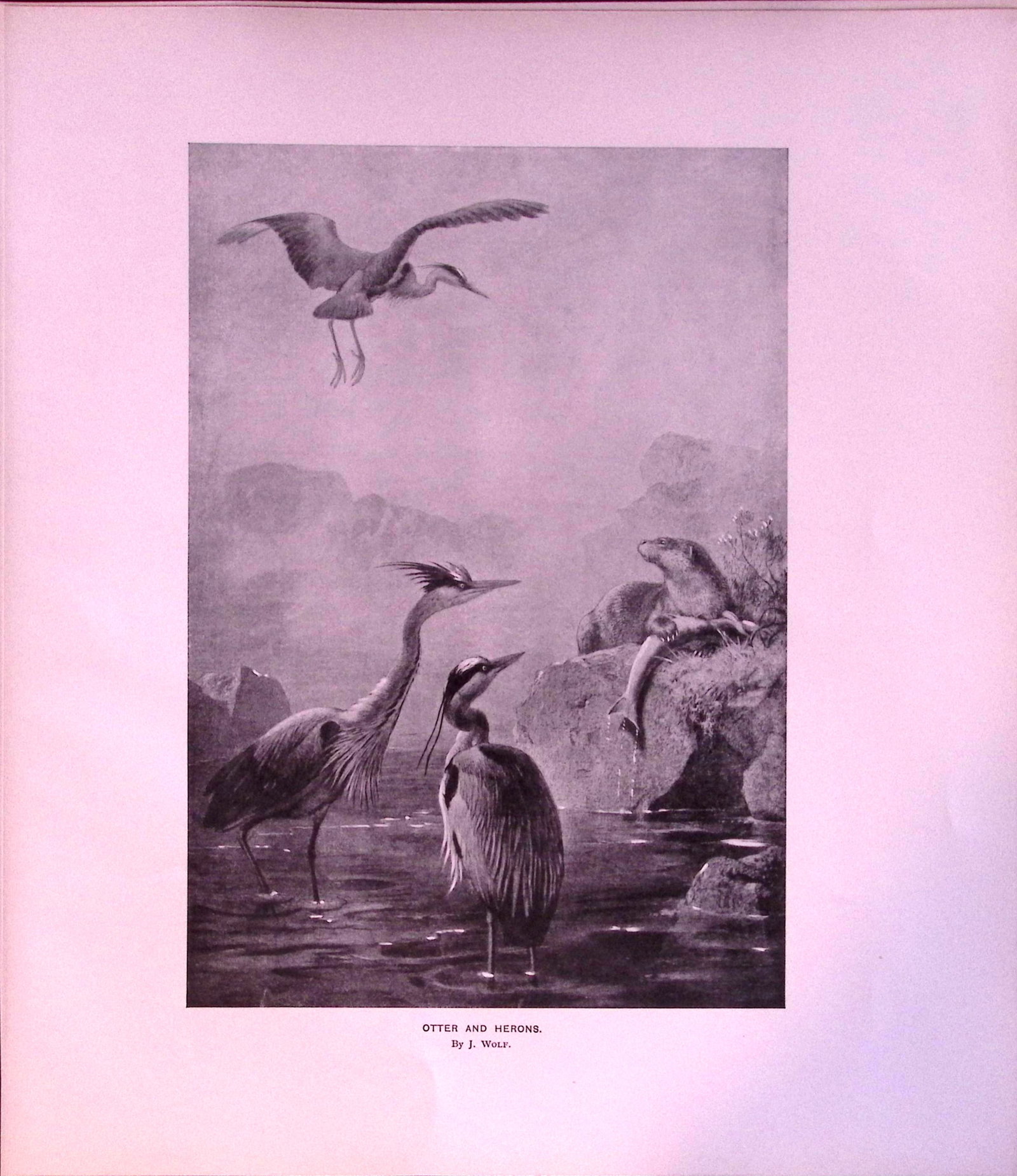 Job-Lot J.G. Millais Rare Limited-Edition Eagle ,Herons Otter, Walrus, Antique Prints-28 - 3
