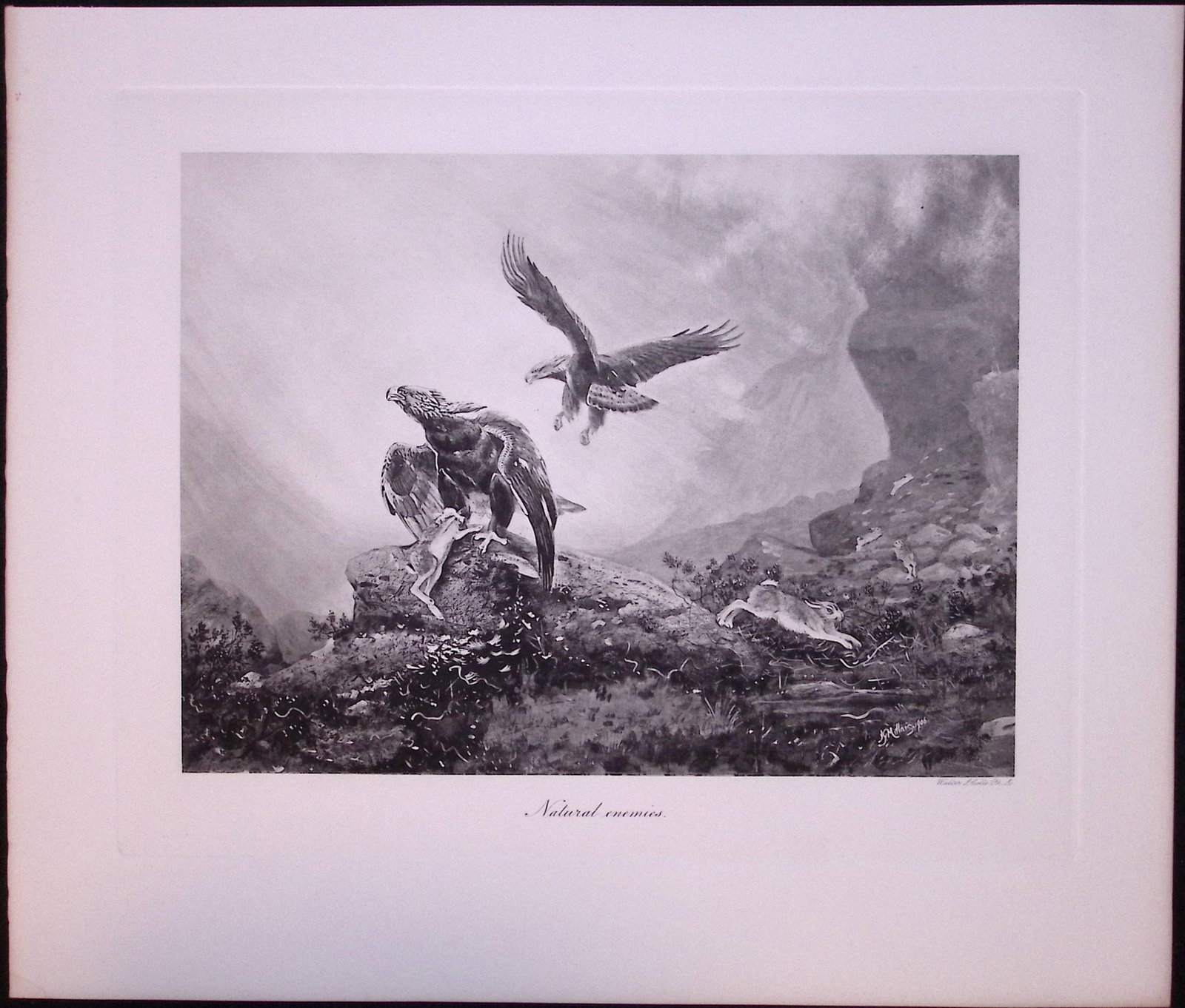 Job-Lot J.G. Millais Rare Limited-Edition Eagle ,Herons Otter, Walrus, Antique Prints-28 - 4