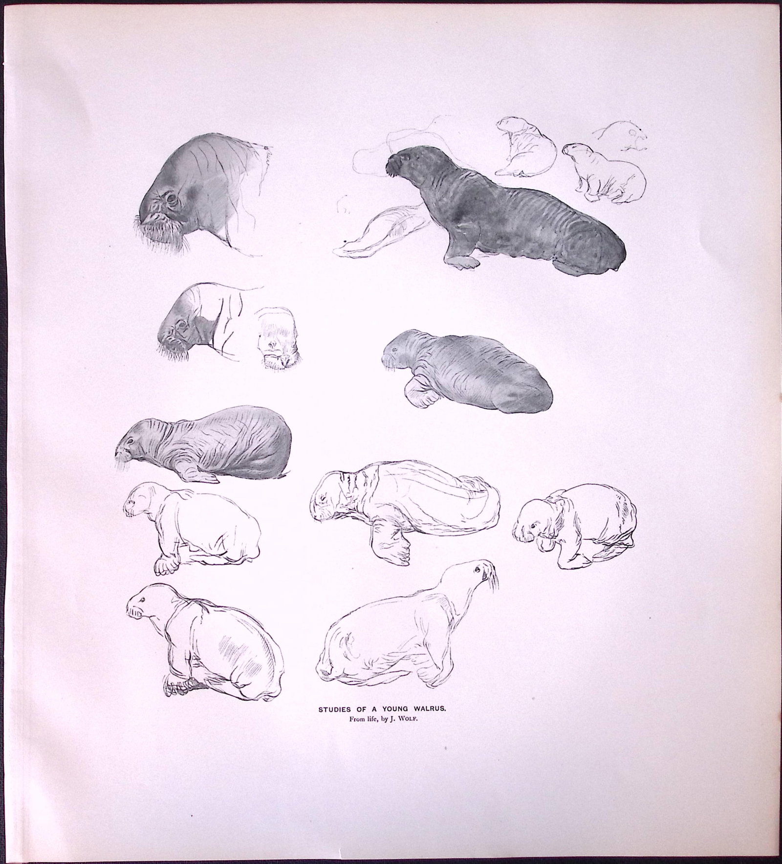 Job-Lot J.G. Millais Rare Limited-Edition Eagle ,Herons Otter, Walrus, Antique Prints-28 - 5