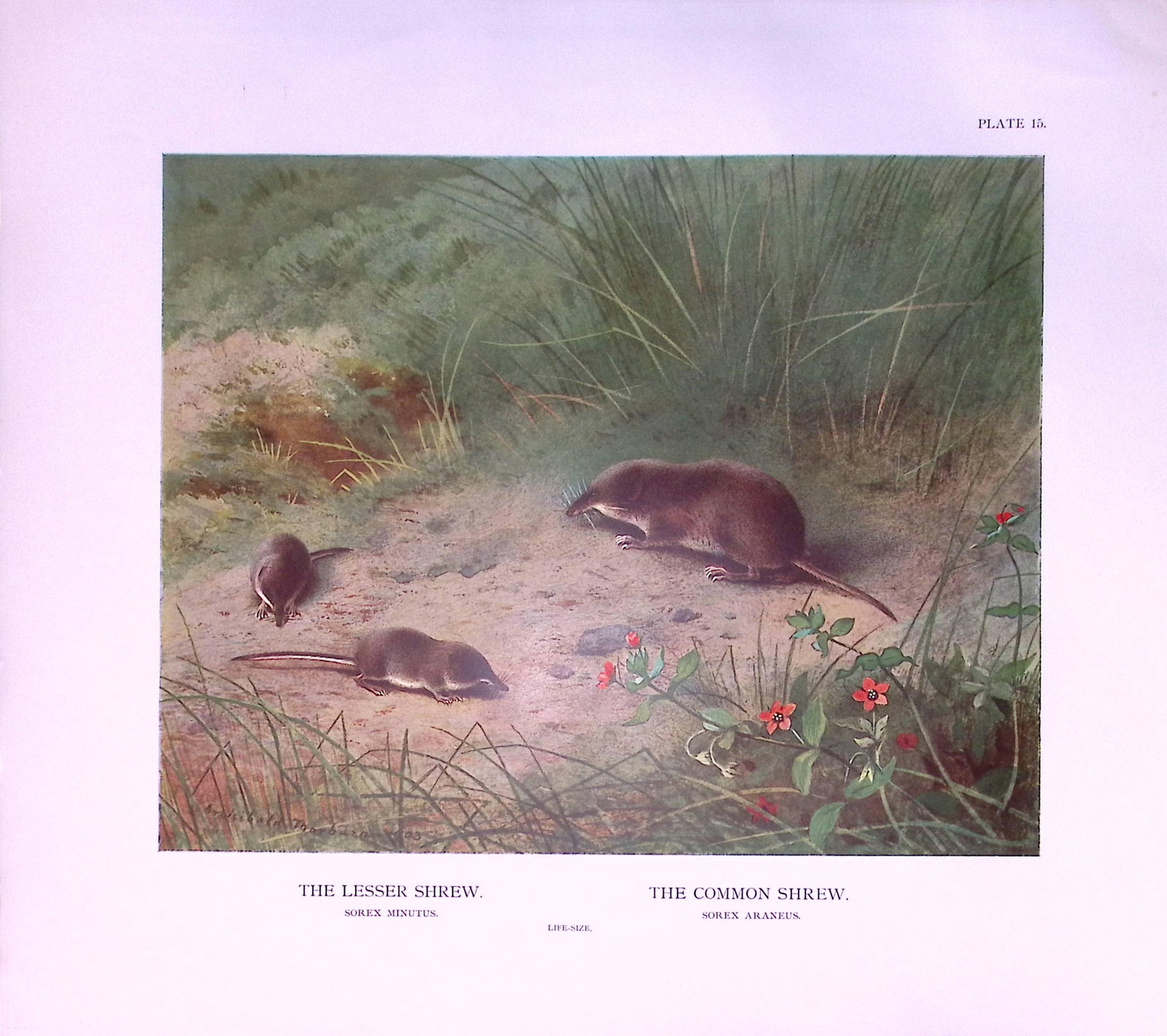 Job-Lot J.G. Millais Rare Limited-Edition Shrew Family Species Antique Prints-26 - 2
