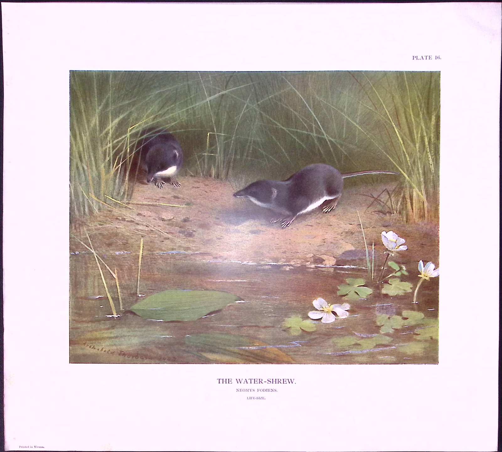 Job-Lot J.G. Millais Rare Limited-Edition Shrew Family Species Antique Prints-26 - 3