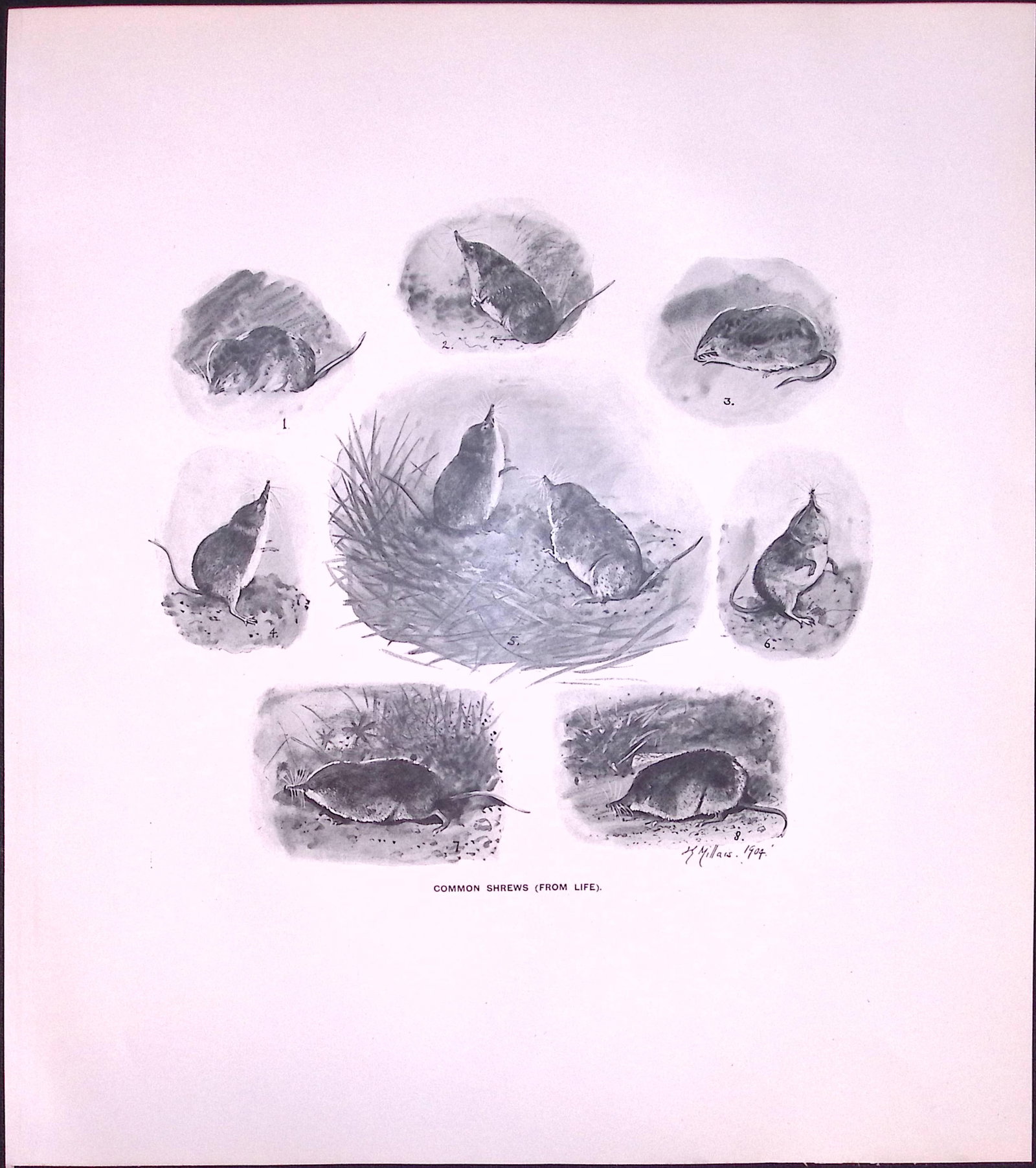 Job-Lot J.G. Millais Rare Limited-Edition Shrew Family Species Antique Prints-26 - 4