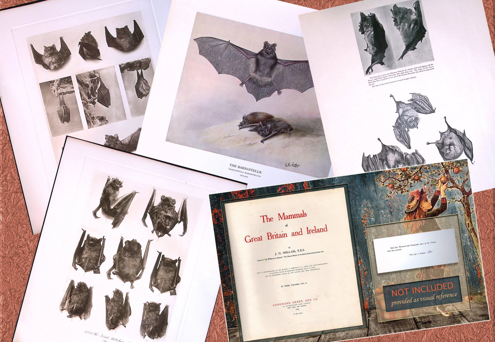 Job-Lot J.G. Millais Rare Limited-Edition The Bat Family Antique Prints-2 (1 of 7)