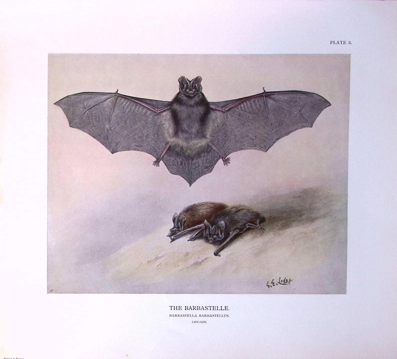 Job-Lot J.G. Millais Rare Limited-Edition The Bat Family Antique Prints-2 - 2