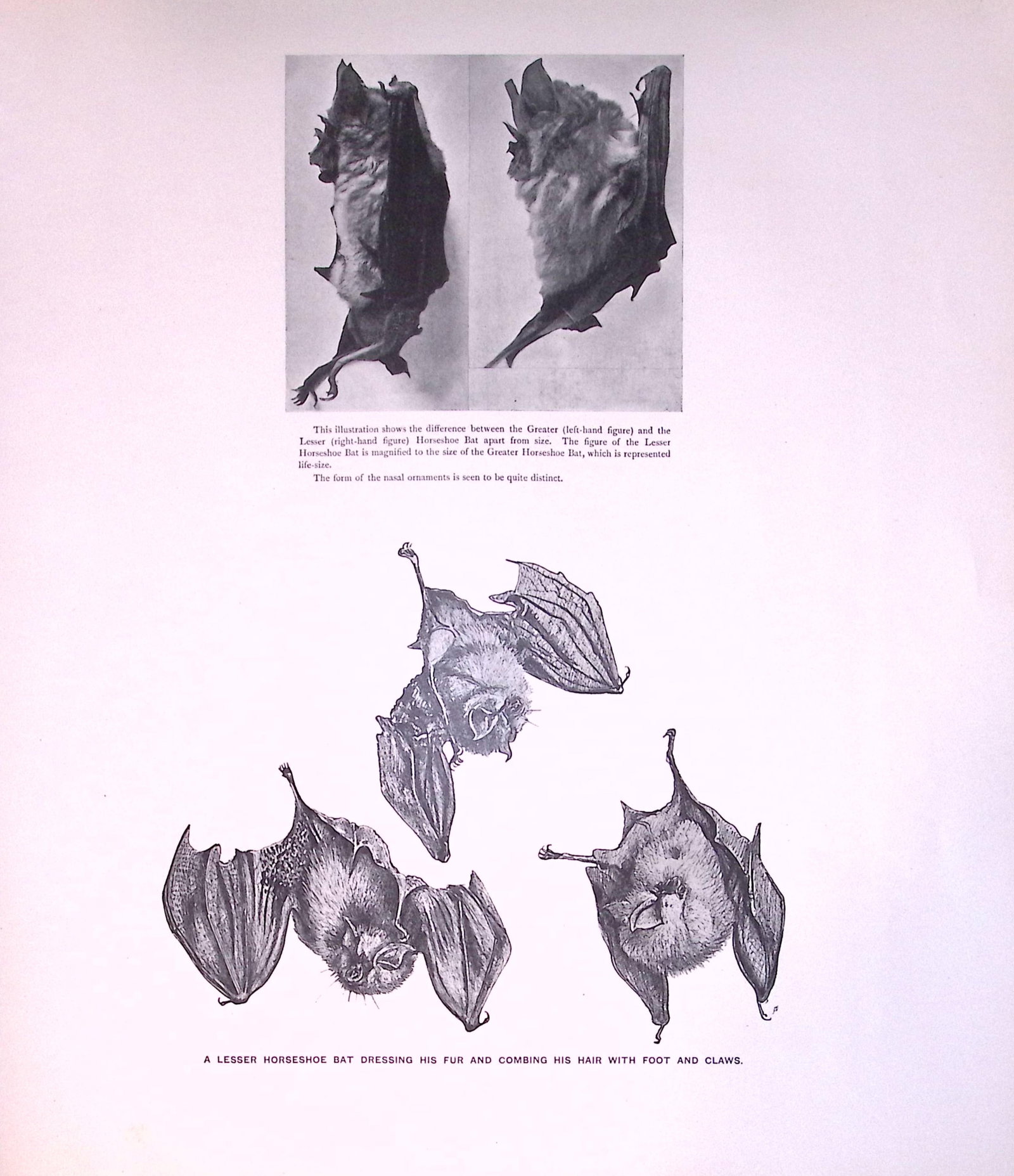 Job-Lot J.G. Millais Rare Limited-Edition The Bat Family Antique Prints-2 - 3