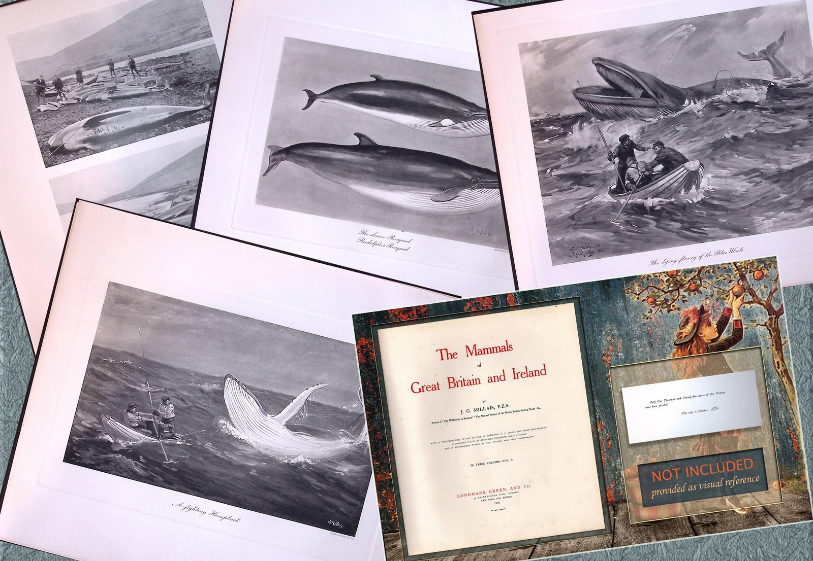 Job-Lot J.G. Millais Rare Limited-Edition The Whale Family Species Antique Prints-10 (1 of 7)