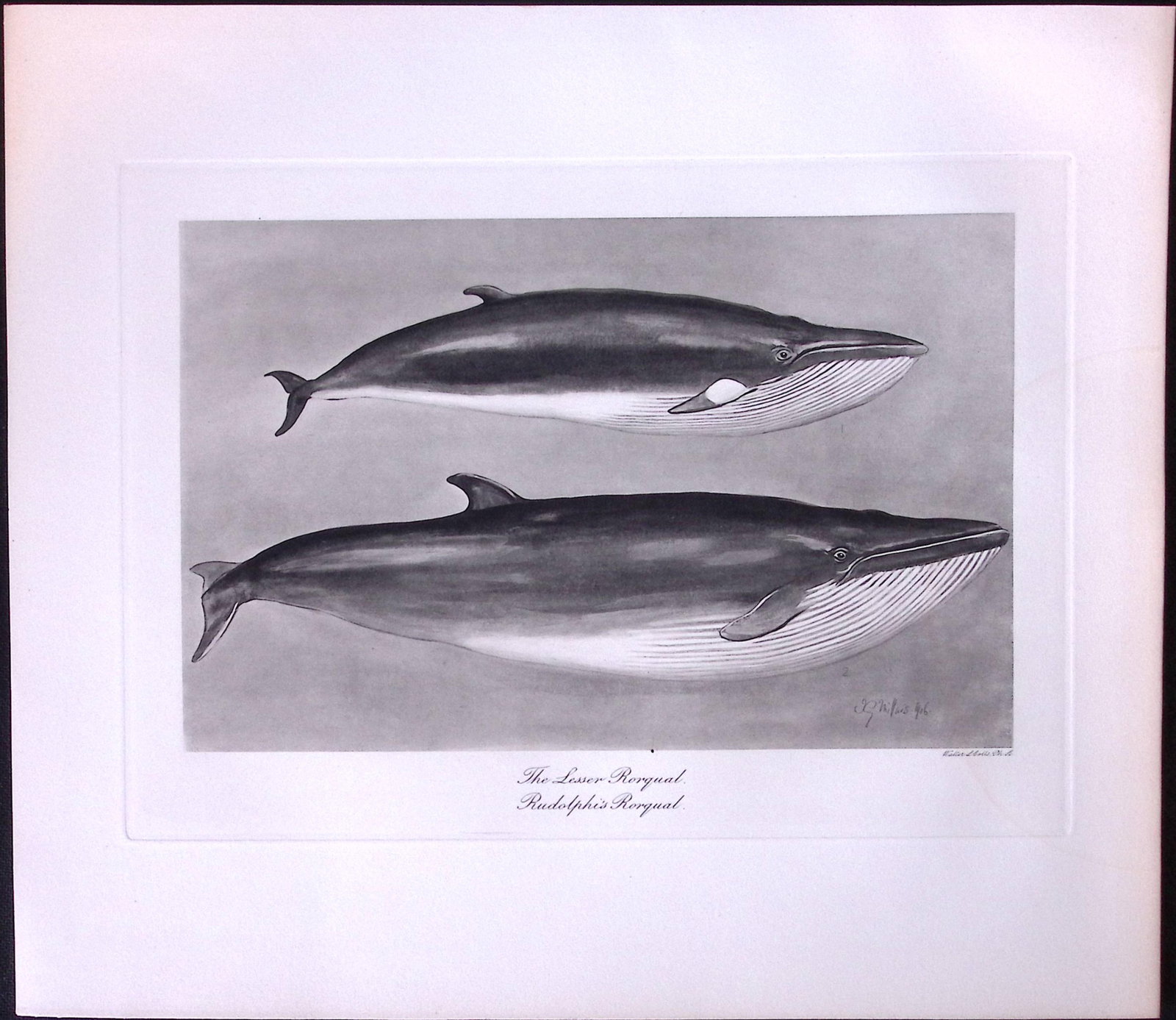 Job-Lot J.G. Millais Rare Limited-Edition The Whale Family Species Antique Prints-10 - 3