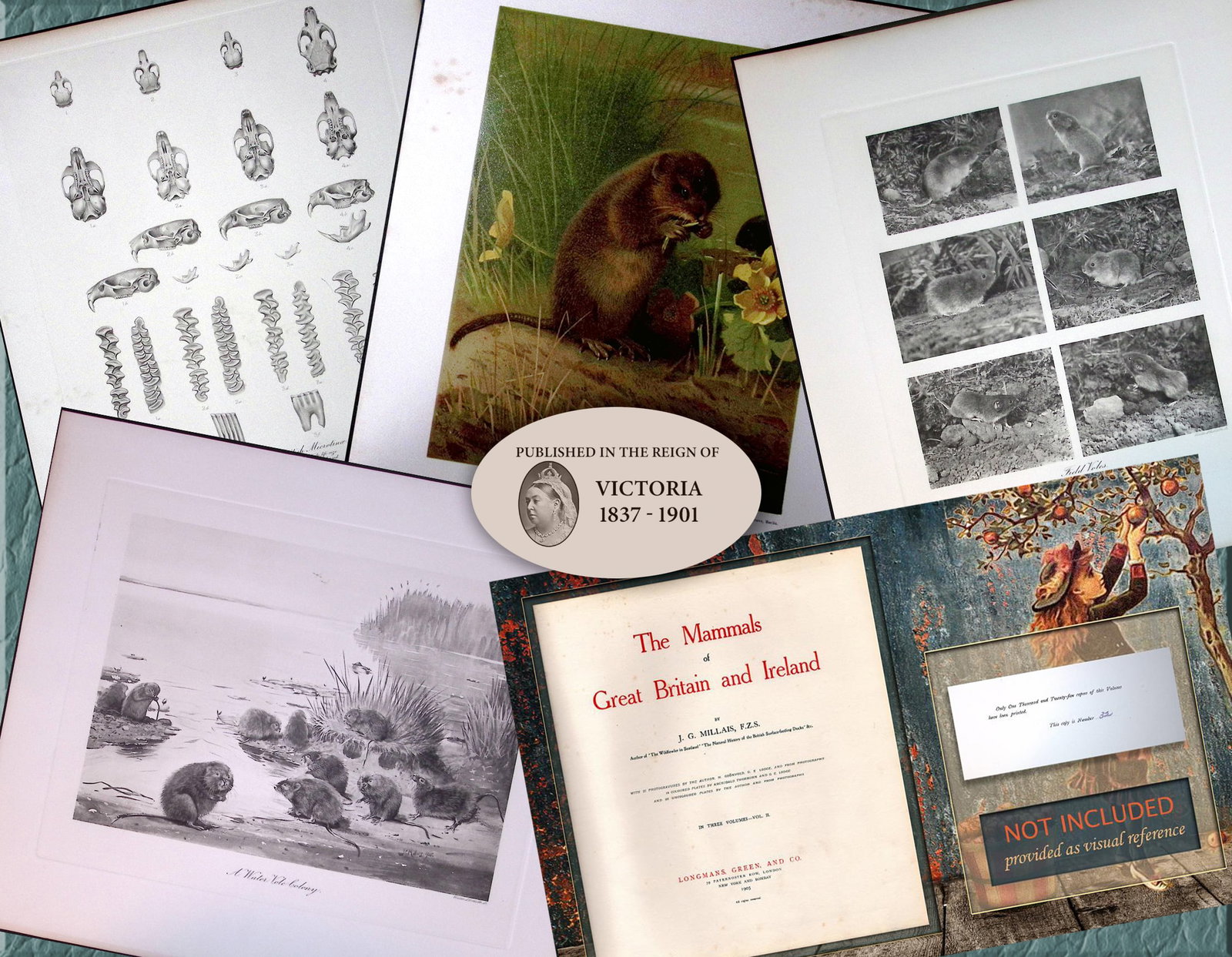 Job-Lot J.G. Millais Rare Limited-Edition The Vole Family Antique Prints-24: Title: Job-Lot J.G. Millais Rare Limited-Edition The Vole Family Antique Prints-24 Description: Job-Lot J.G. Millais Rare Limited-Edition The Vole Family Antique Prints-24