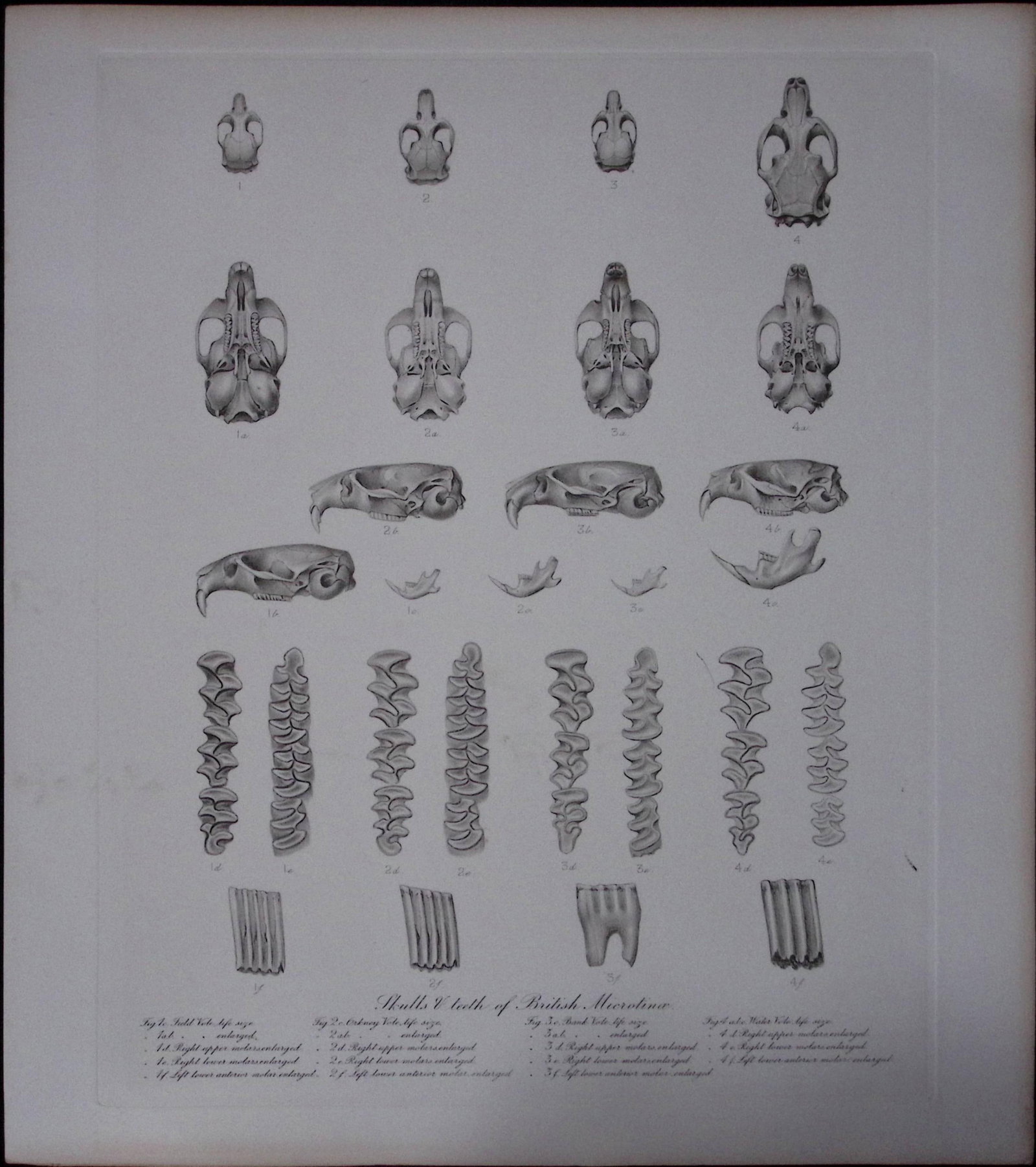Job-Lot J.G. Millais Rare Limited-Edition The Vole Family Antique Prints-24 - 5