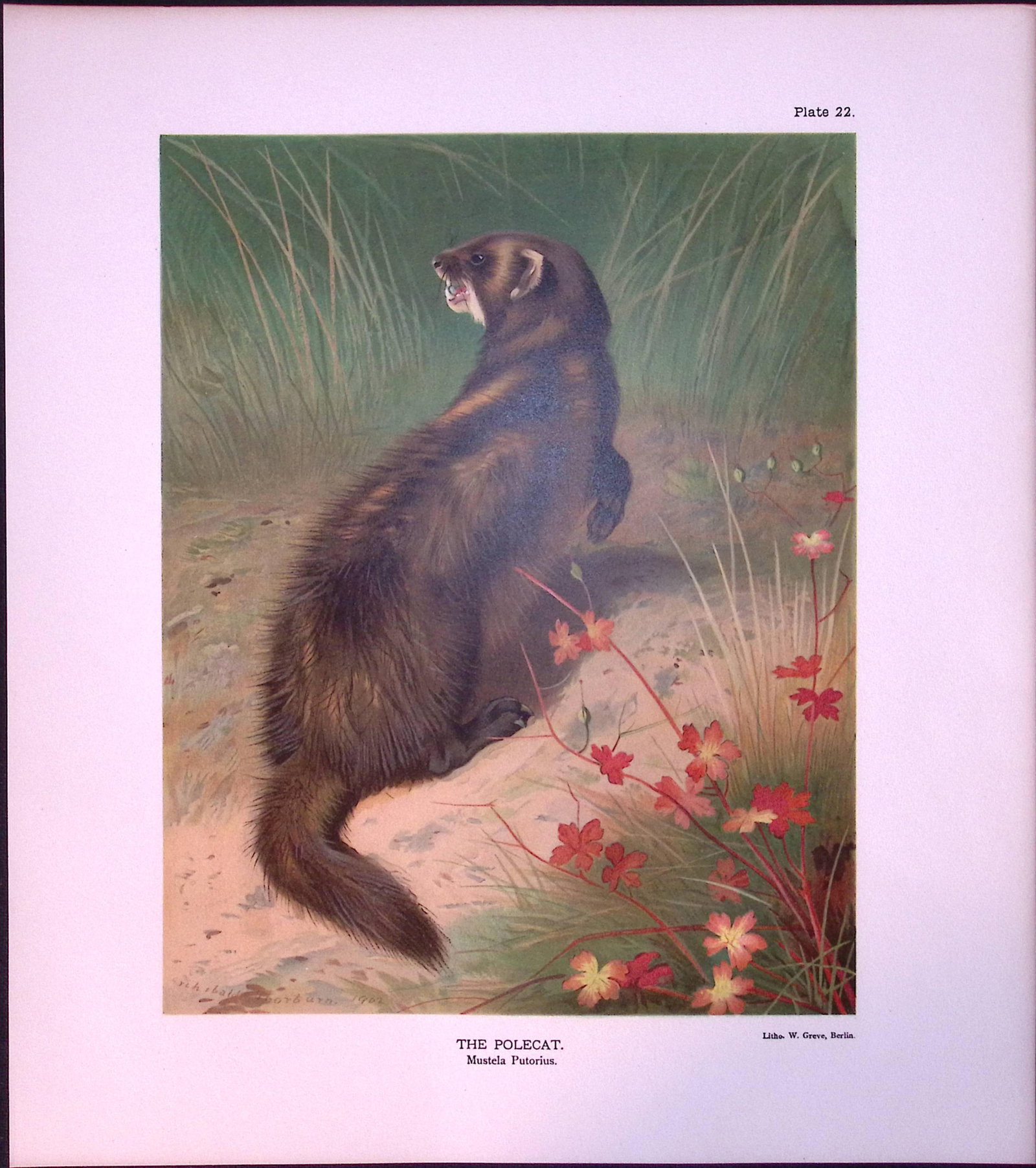Job-Lot J.G. Millais Rare Limited-Edition Polecat Family Species Antique Prints-21 - 2