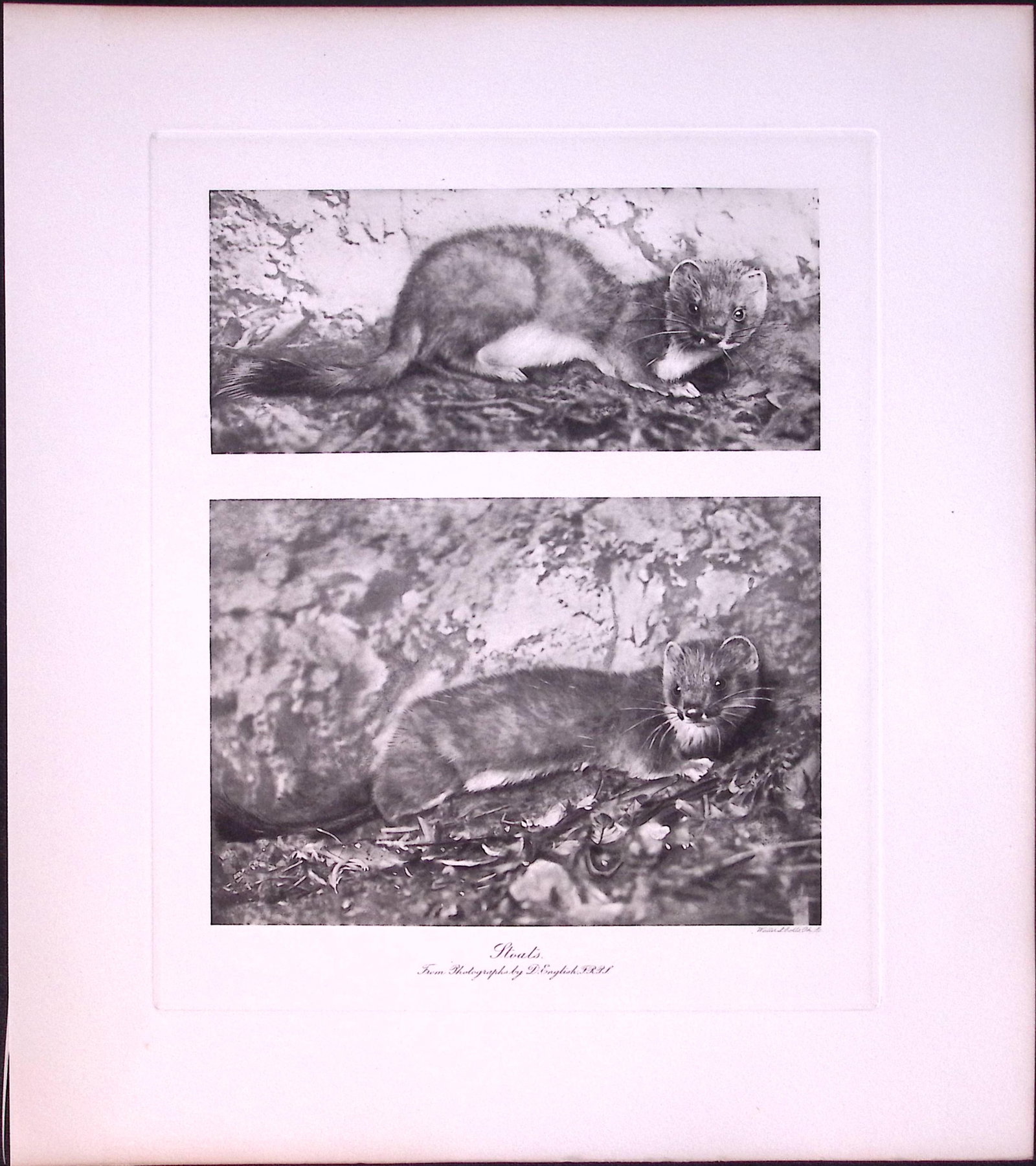 Job-Lot J.G. Millais Rare Limited-Edition Polecat Family Species Antique Prints-21 - 3