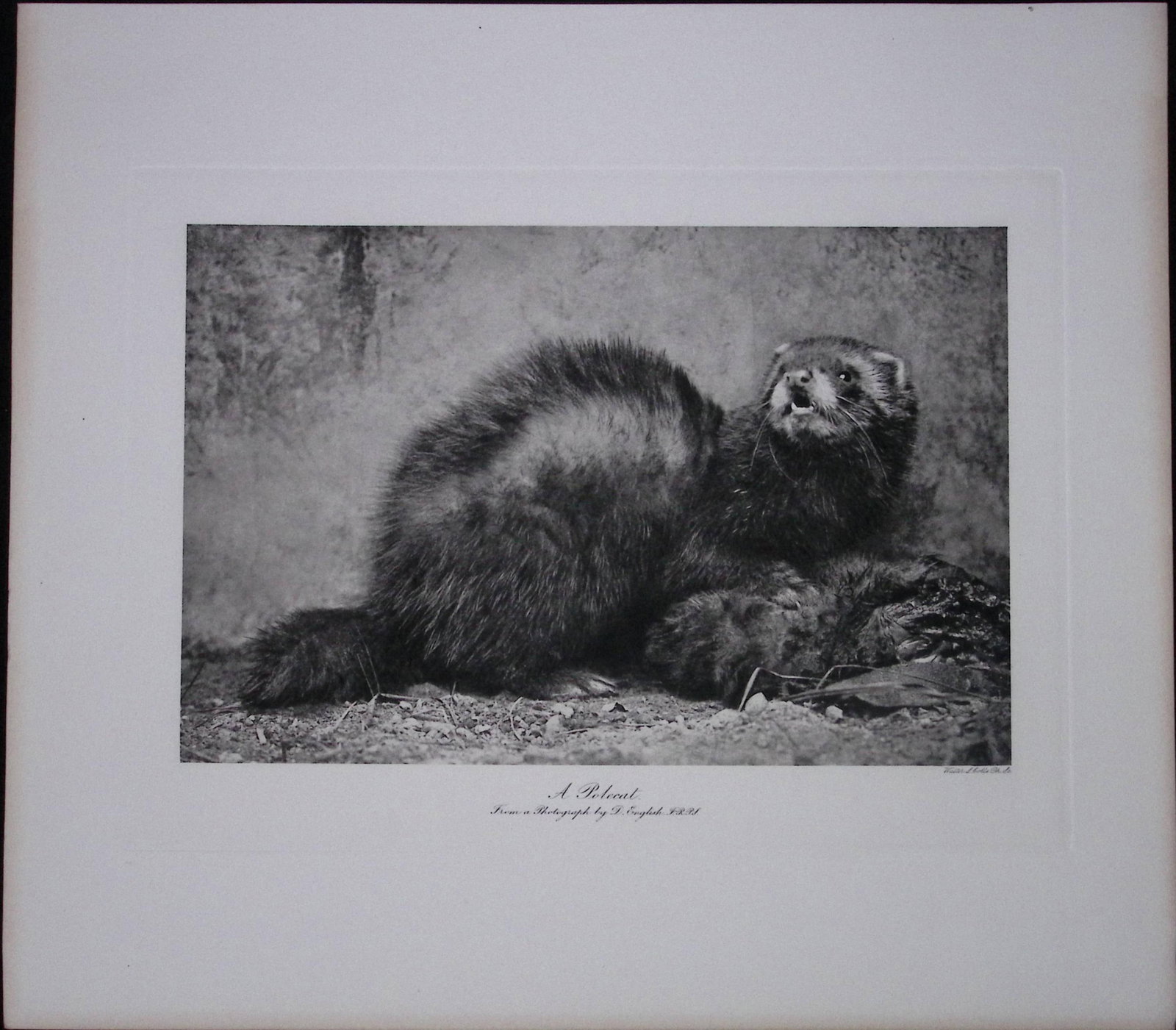 Job-Lot J.G. Millais Rare Limited-Edition Polecat Family Species Antique Prints-21 - 5