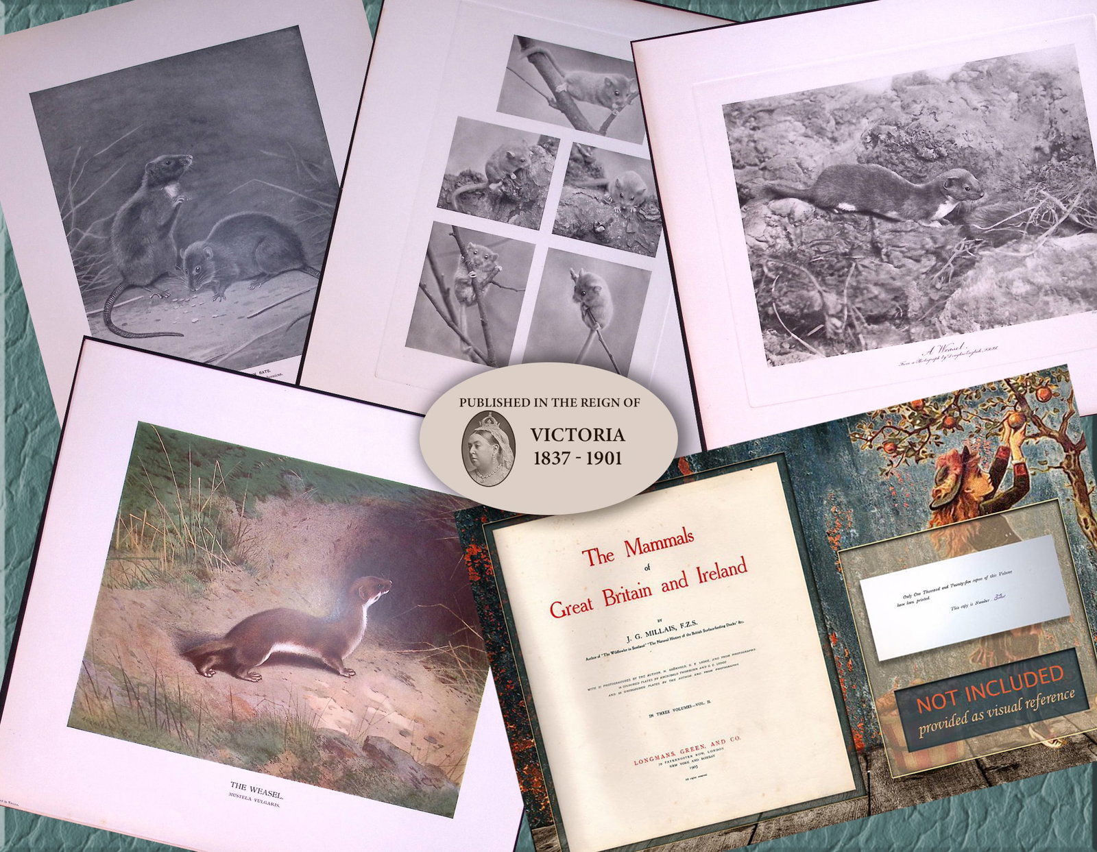 Job-Lot J.G. Millais Rare Limited-Edition Rats, Mice, Weasel, Antique Prints-27 (1 of 7)