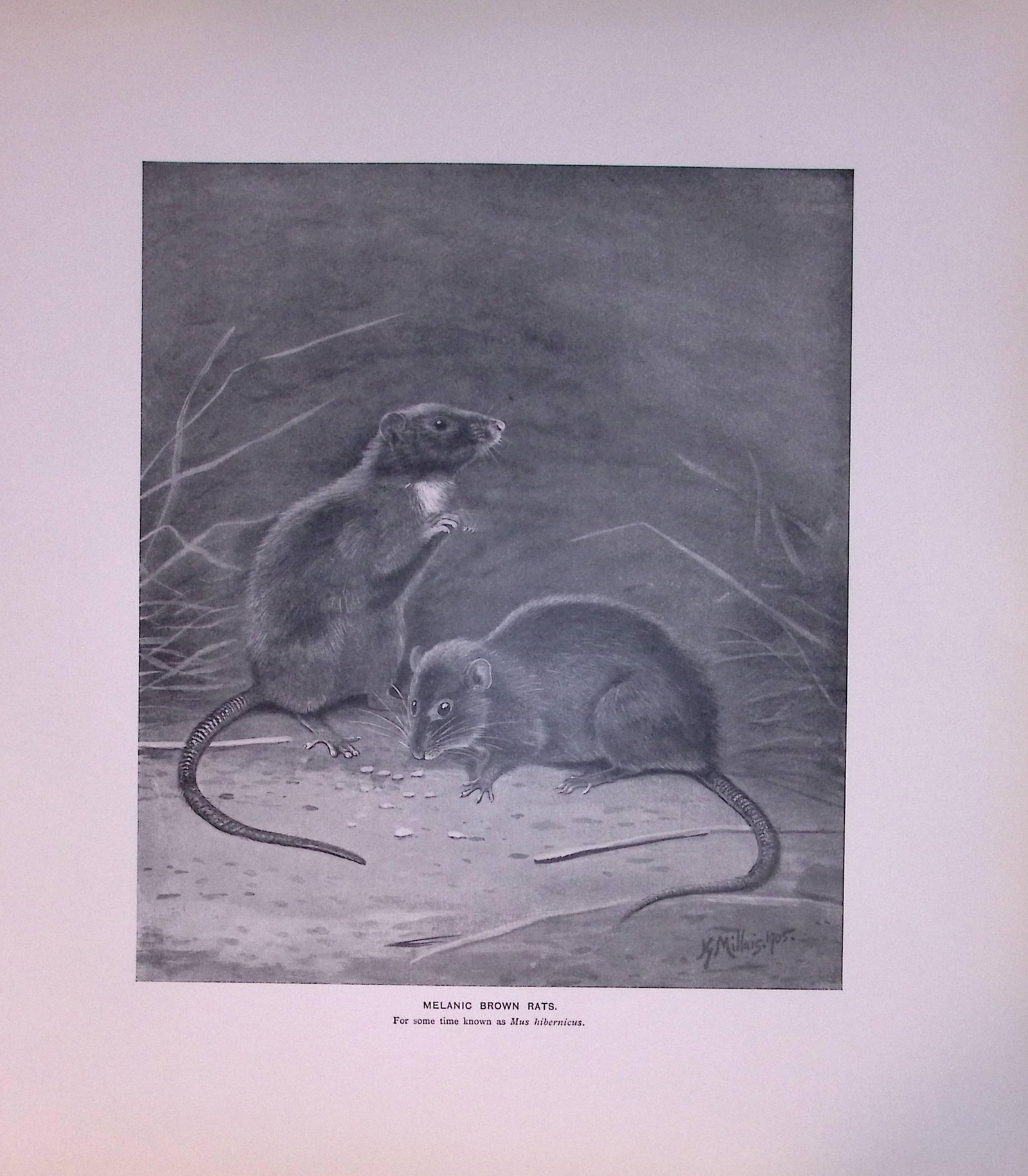Job-Lot J.G. Millais Rare Limited-Edition Rats, Mice, Weasel, Antique Prints-27 - 2