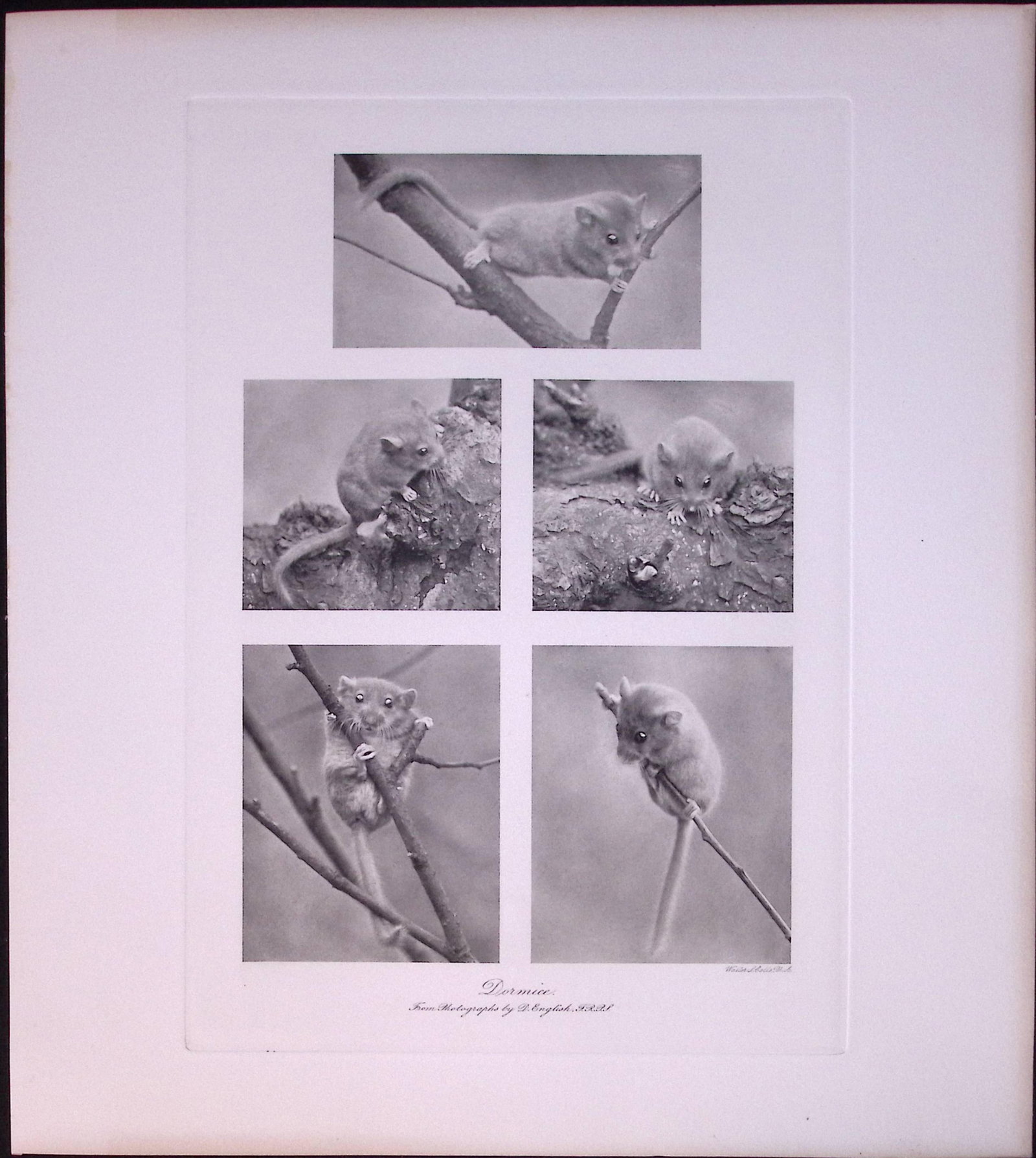 Job-Lot J.G. Millais Rare Limited-Edition Rats, Mice, Weasel, Antique Prints-27 - 3