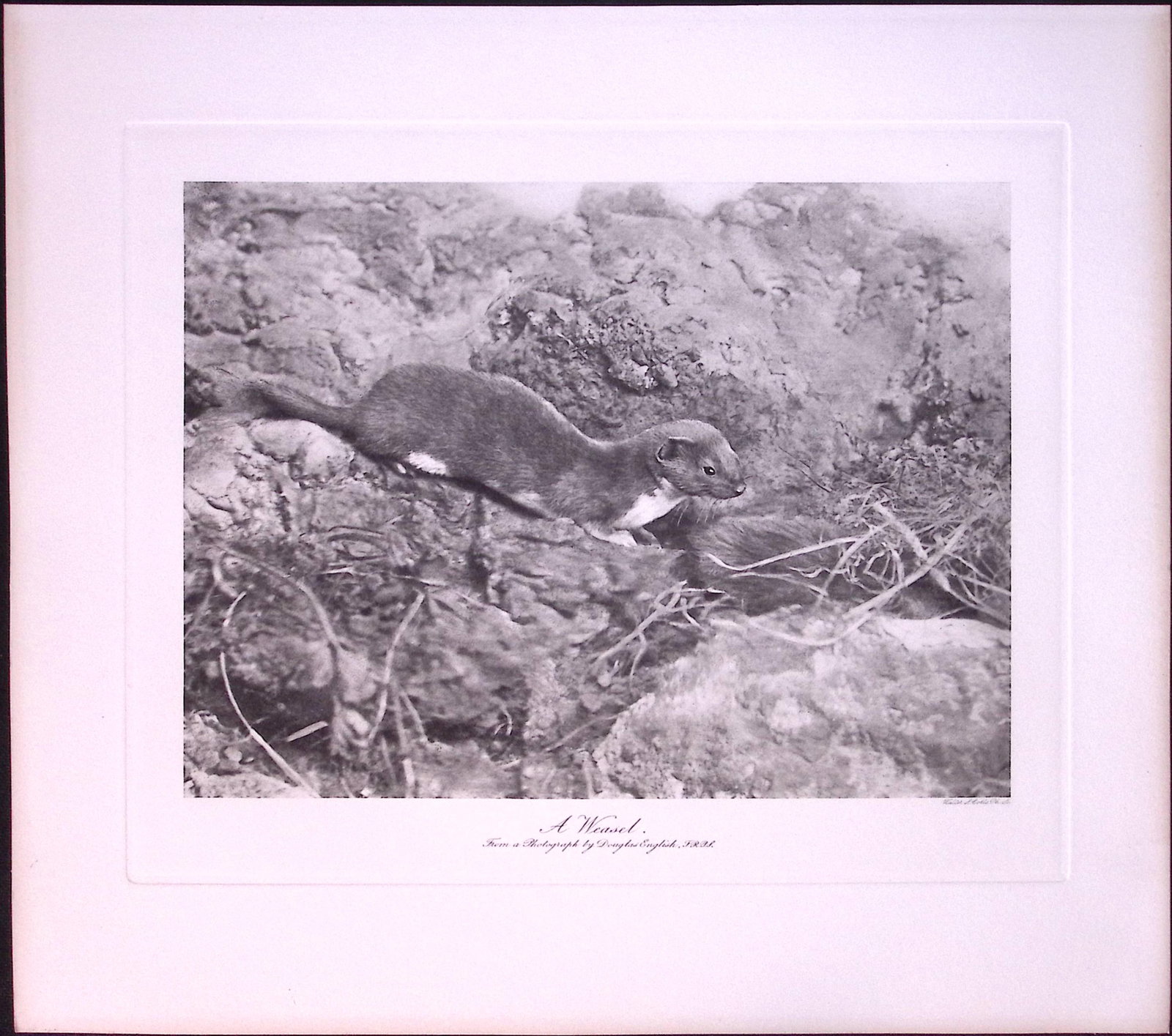 Job-Lot J.G. Millais Rare Limited-Edition Rats, Mice, Weasel, Antique Prints-27 - 4