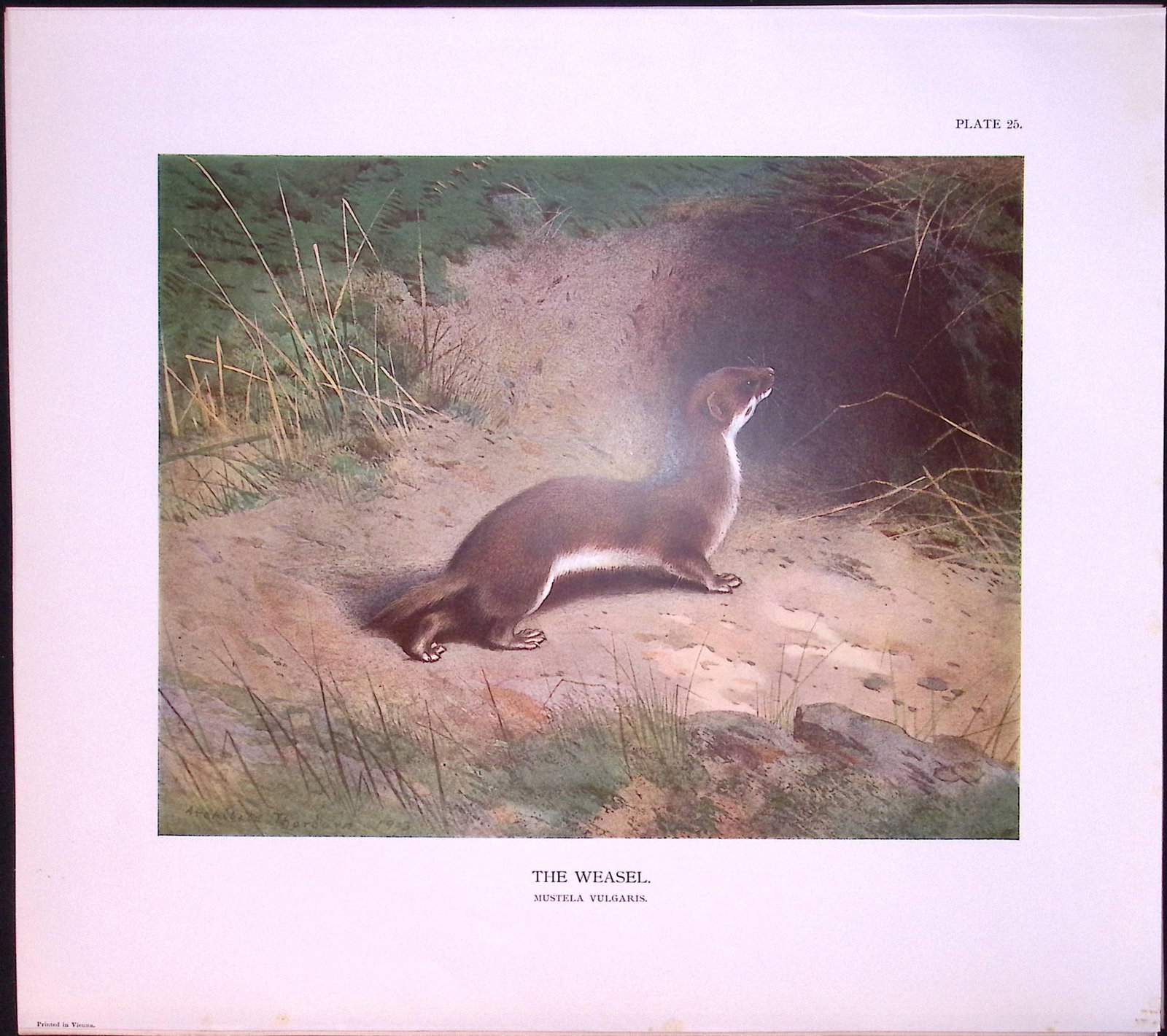 Job-Lot J.G. Millais Rare Limited-Edition Rats, Mice, Weasel, Antique Prints-27 - 5