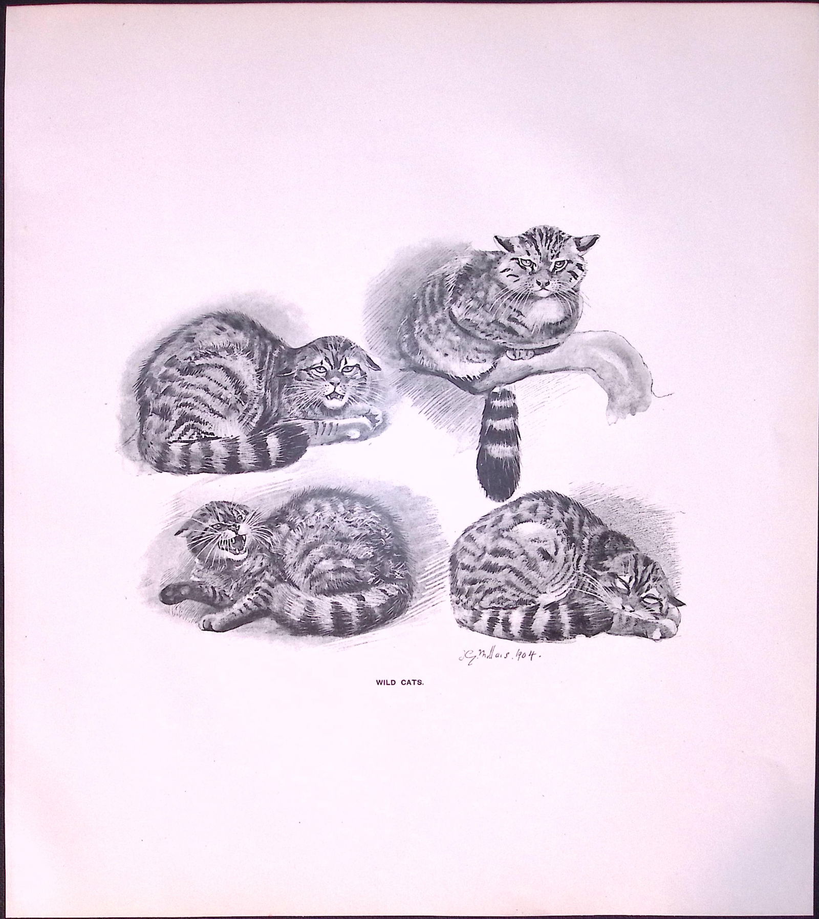 Job-Lot J.G. Millais Rare Limited-Edition Wild Cat Species Antique Prints-23 - 2
