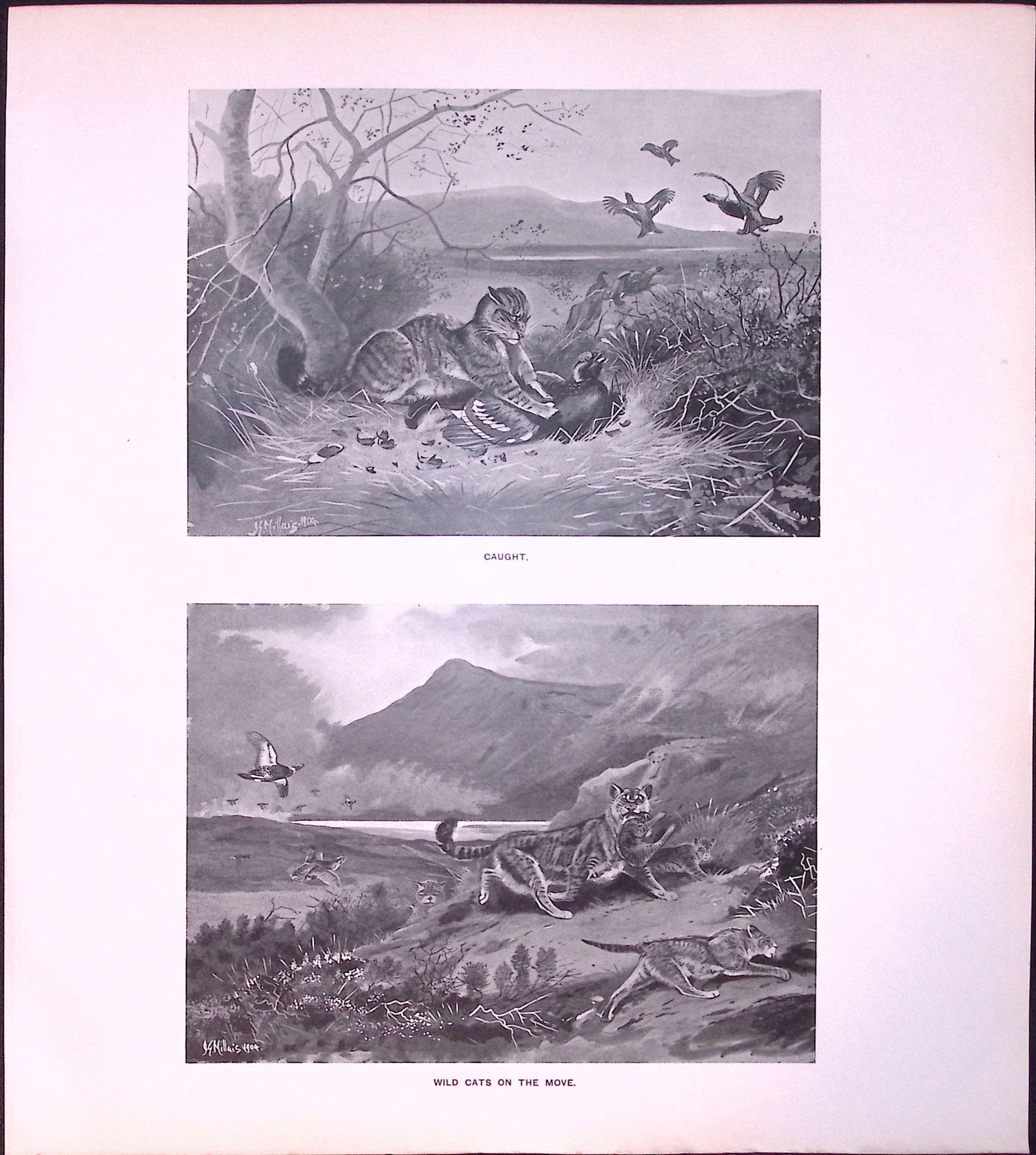 Job-Lot J.G. Millais Rare Limited-Edition Wild Cat Species Antique Prints-23 - 3