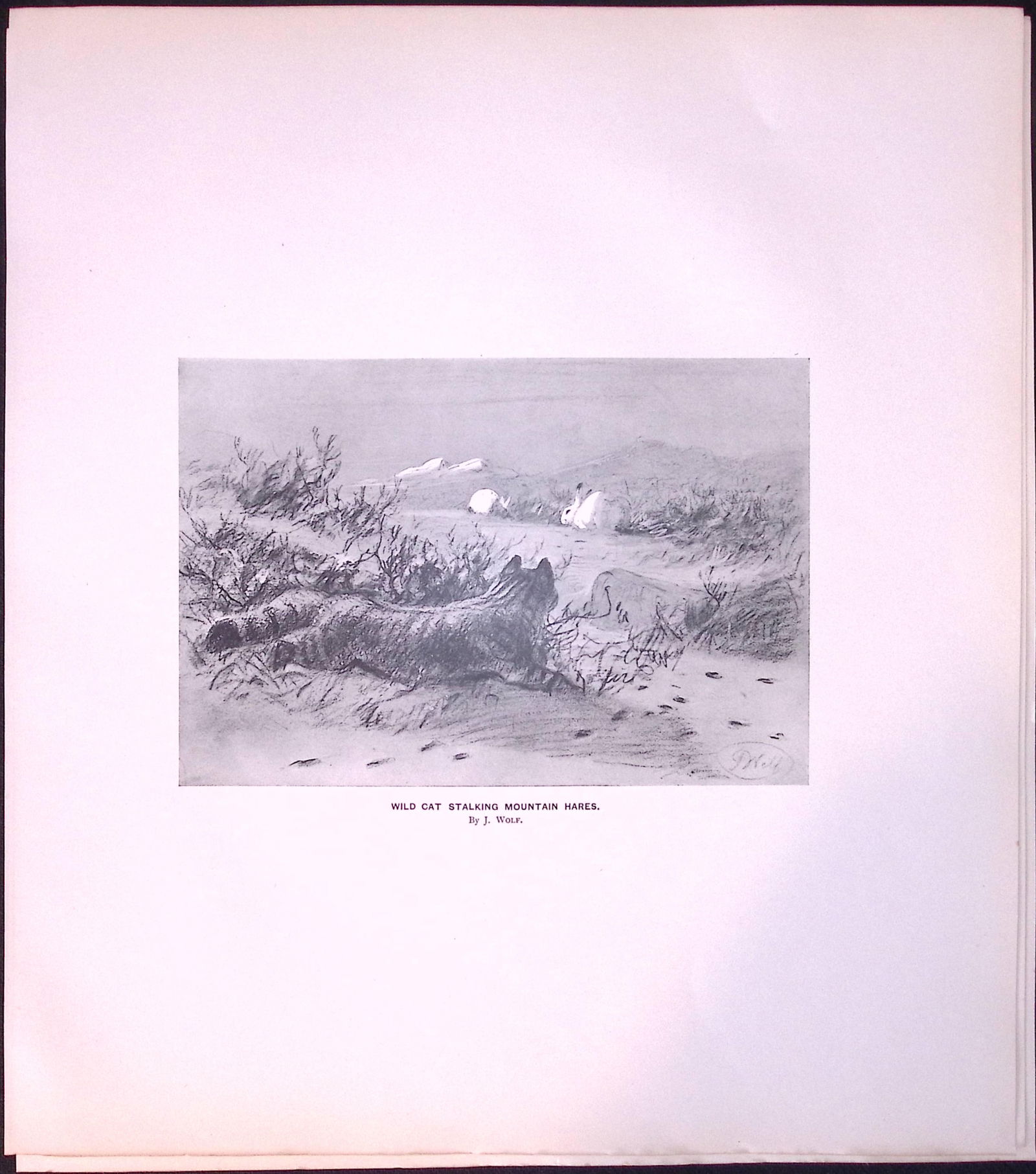 Job-Lot J.G. Millais Rare Limited-Edition Wild Cat Species Antique Prints-23 - 4