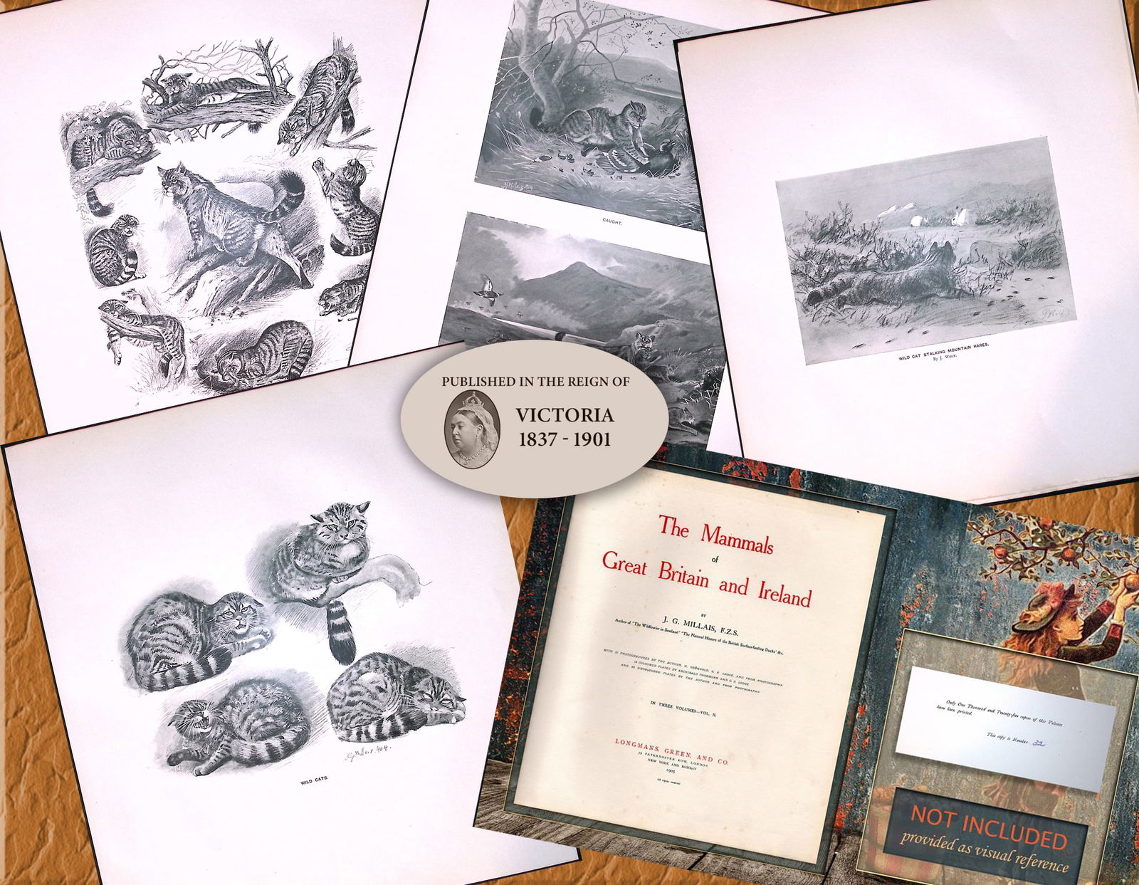 Job-Lot J.G. Millais Rare Limited-Edition Wild Cat Species Antique Prints-23 - 5