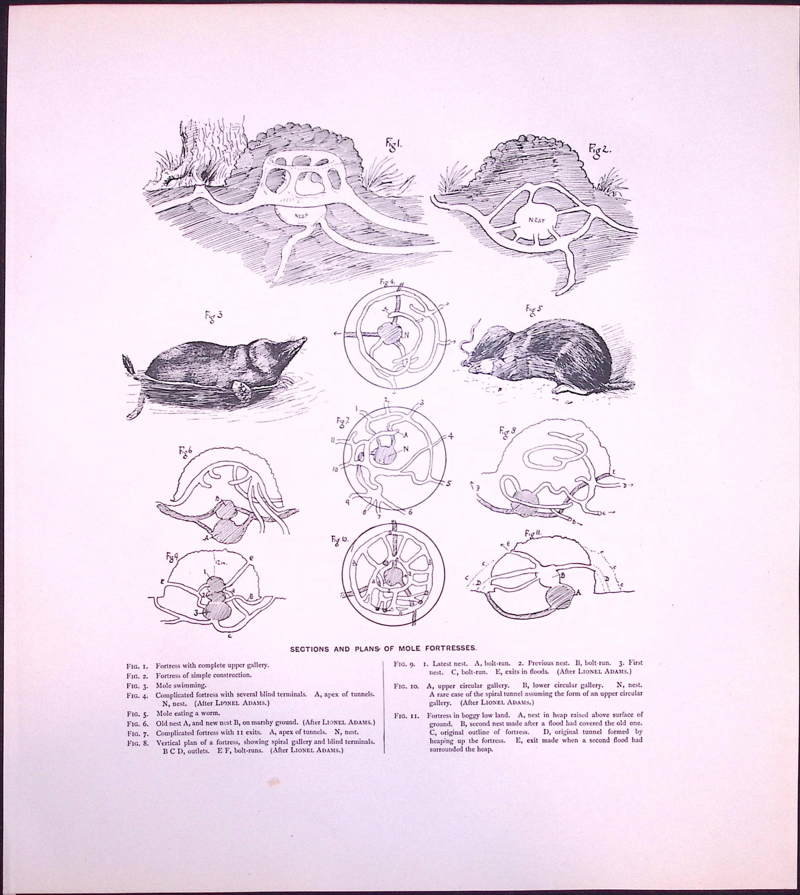 Job-Lot J.G. Millais Rare Limited-Edition Mole Family Species Antique Prints-22 - 4