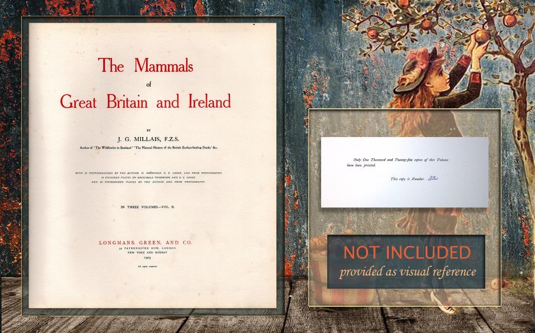 Job-Lot J.G. Millais Rare Limited-Edition Mole Family Species Antique Prints-22 - 5