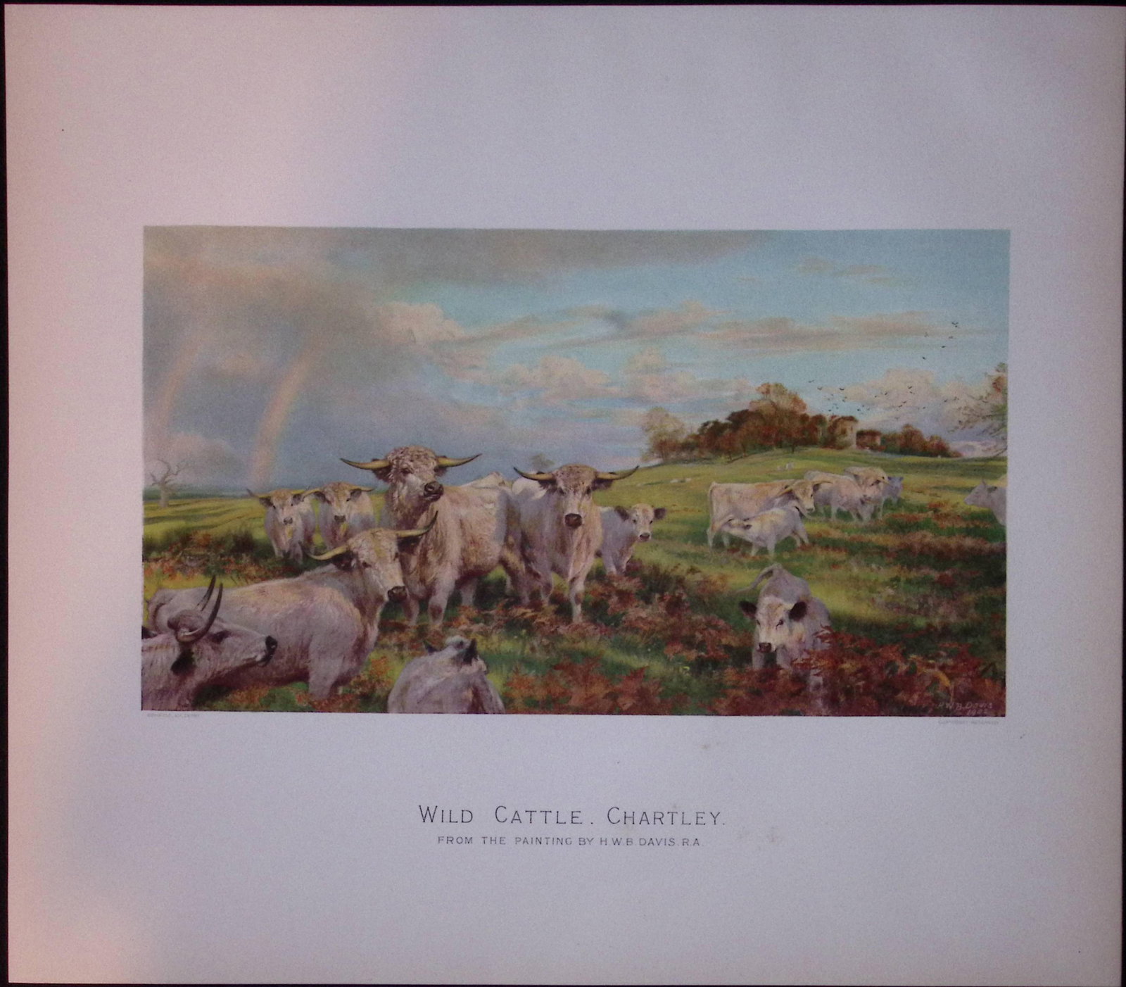 Job-Lot J.G. Millais Rare Limited-Edition Cattle & Sheep Species Antique Prints-19 - 2