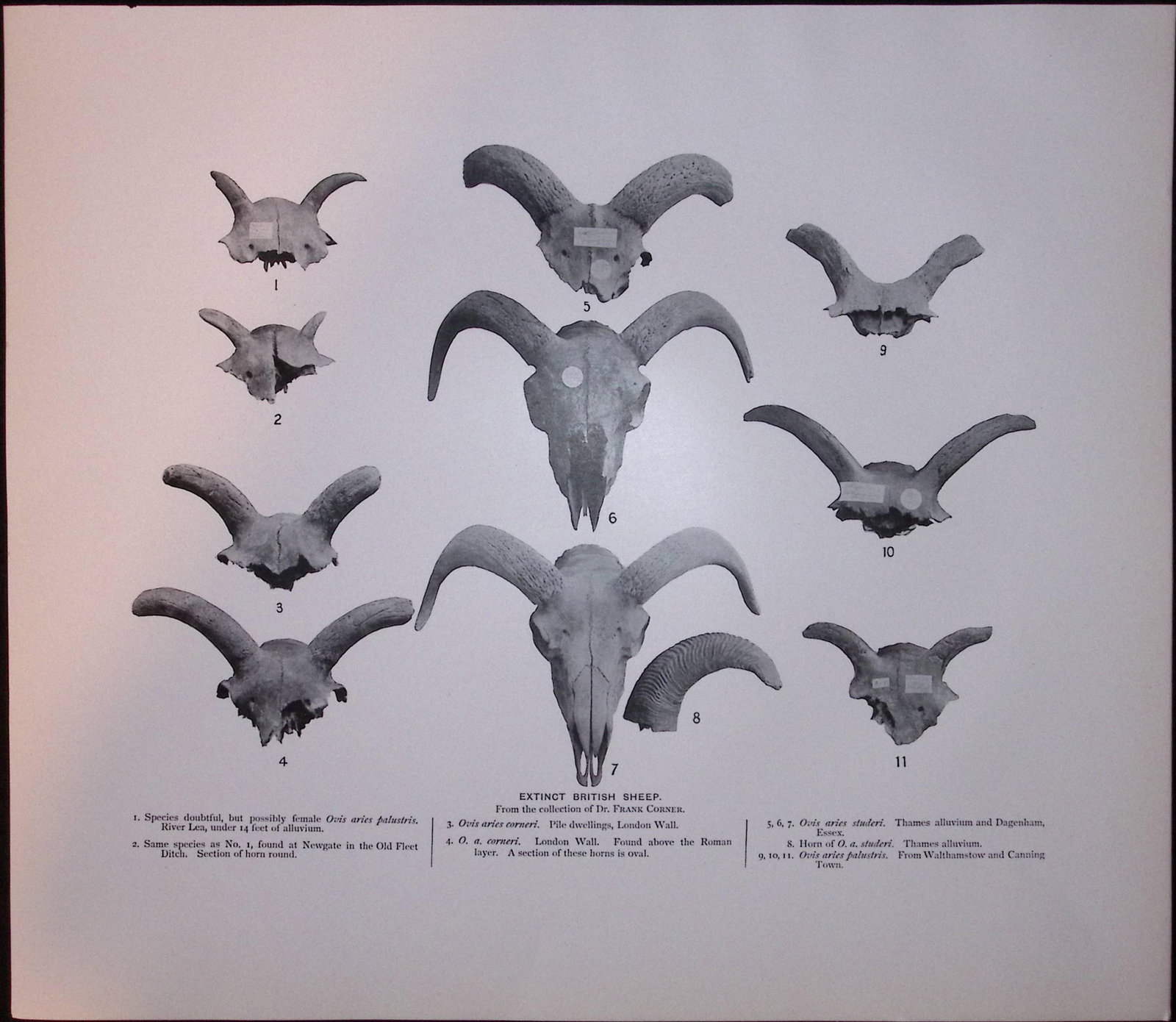 Job-Lot J.G. Millais Rare Limited-Edition Cattle & Sheep Species Antique Prints-19 - 3