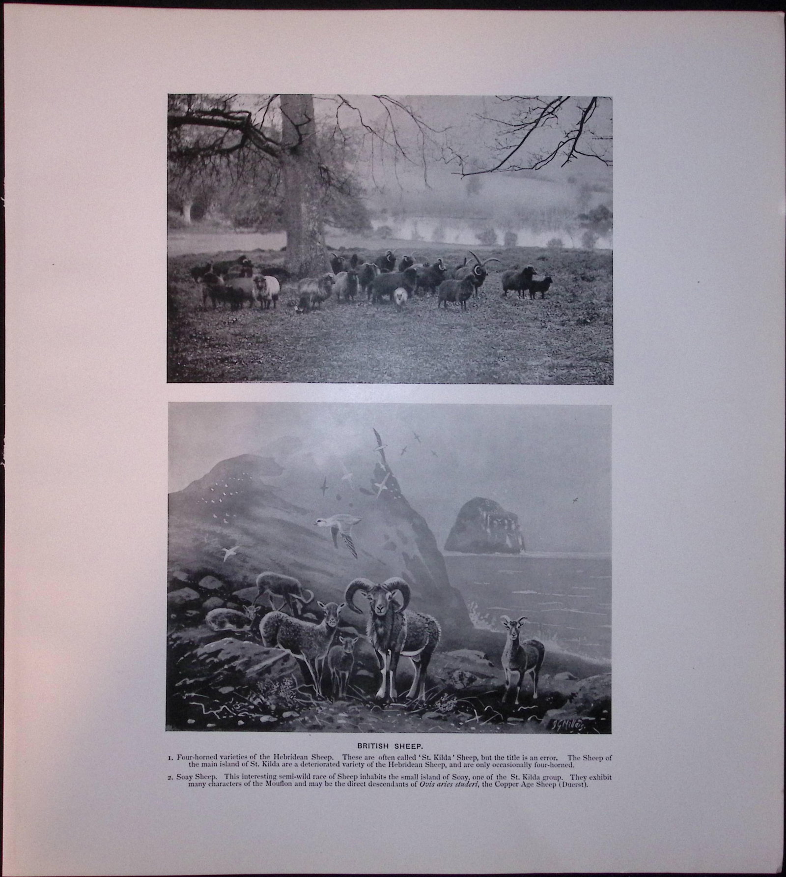 Job-Lot J.G. Millais Rare Limited-Edition Cattle & Sheep Species Antique Prints-19 - 4